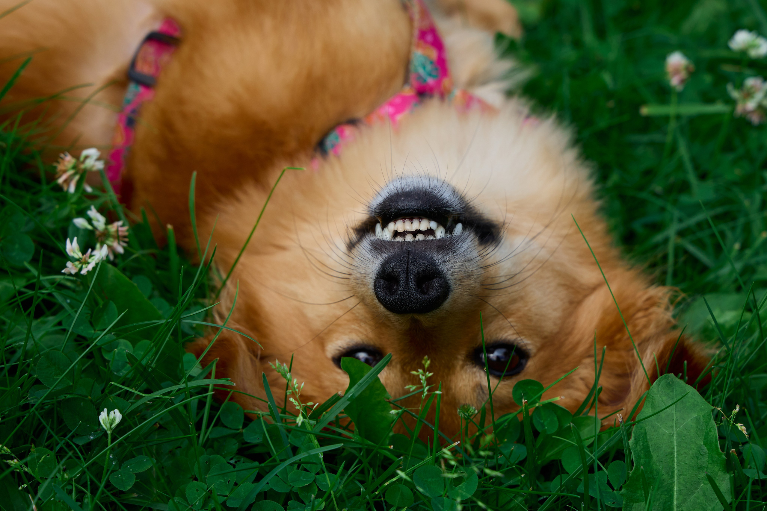 Кнопа. Валерия Гуртовая | Фотограф, Санкт-Петербург