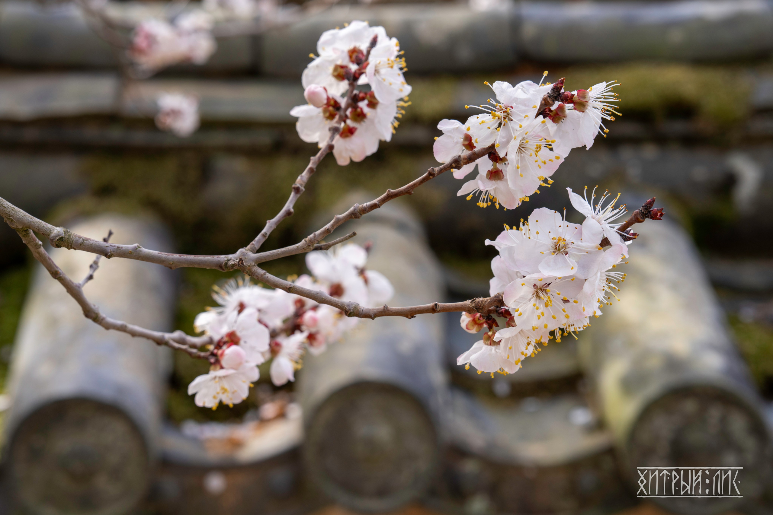 Южная Корея. Фотограф-путешественник Самойлов Максим «Sly Fox»