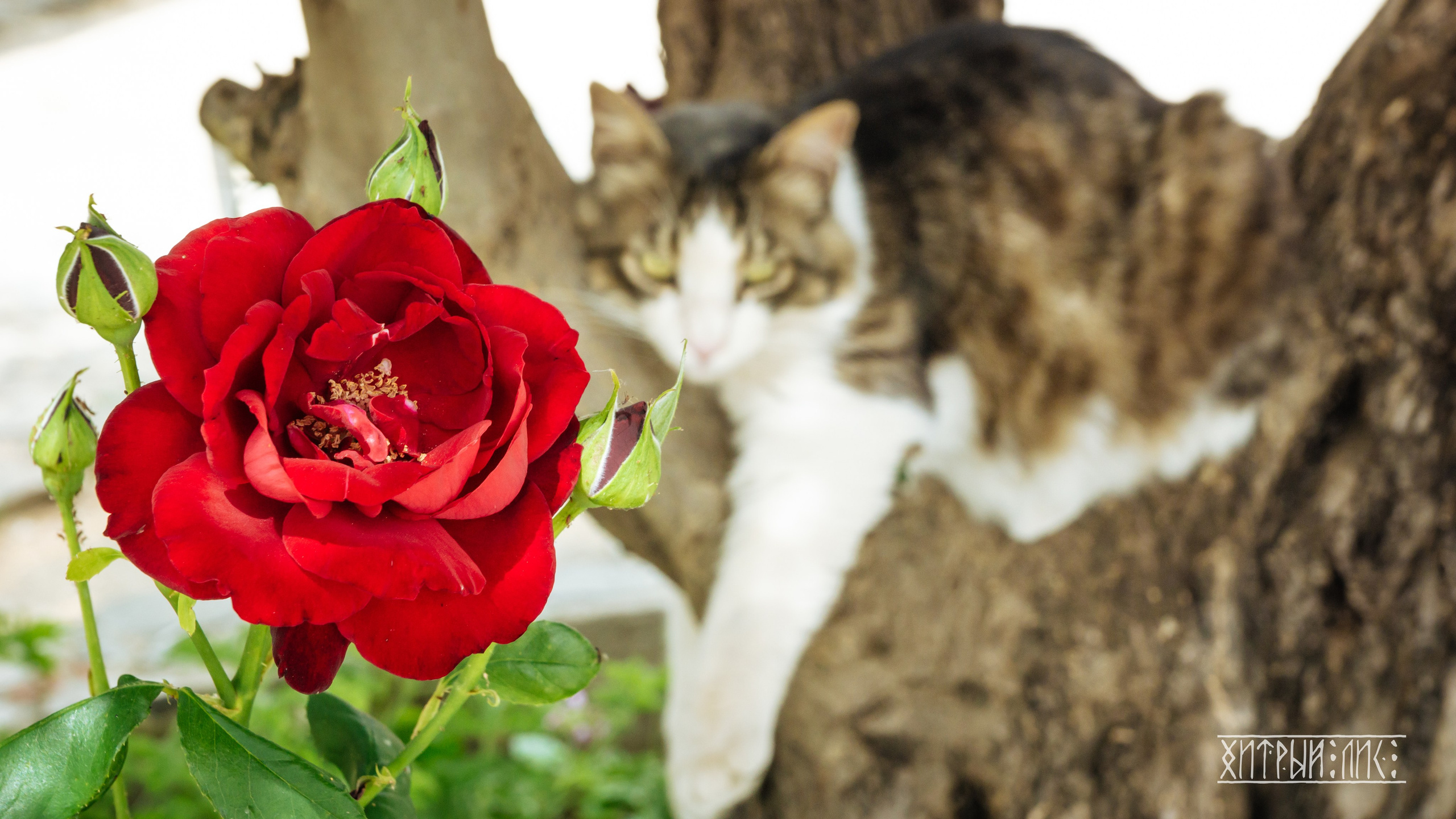 Кипр. Фотограф-путешественник Самойлов Максим «Sly Fox»