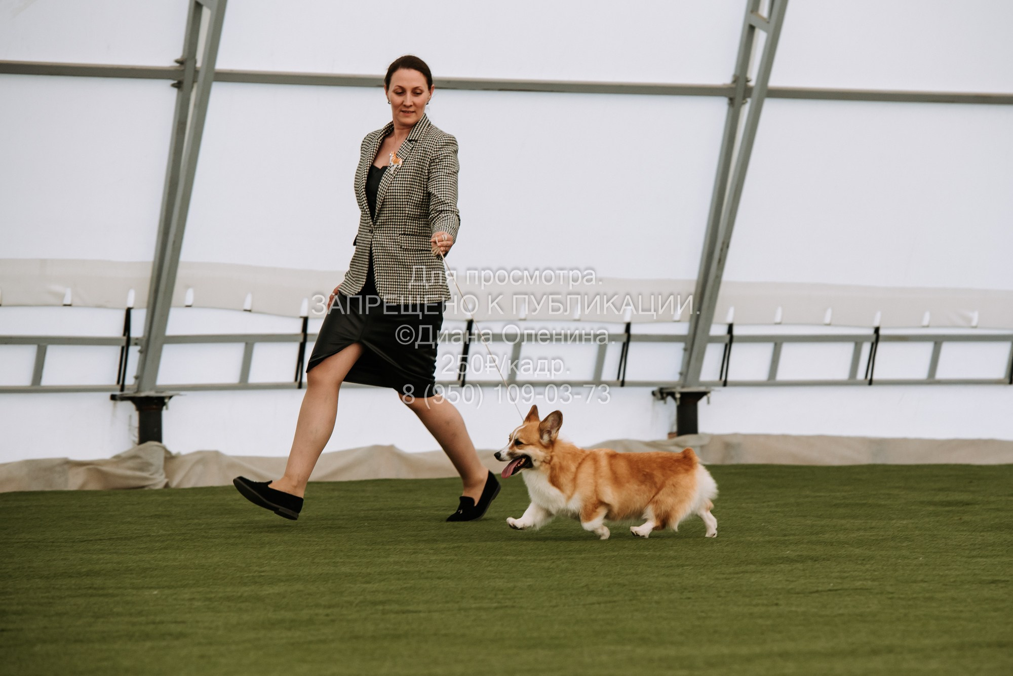 Выставка собак Красноярск 2.06. Фотограф Диана Оленина Красноярск / Братск