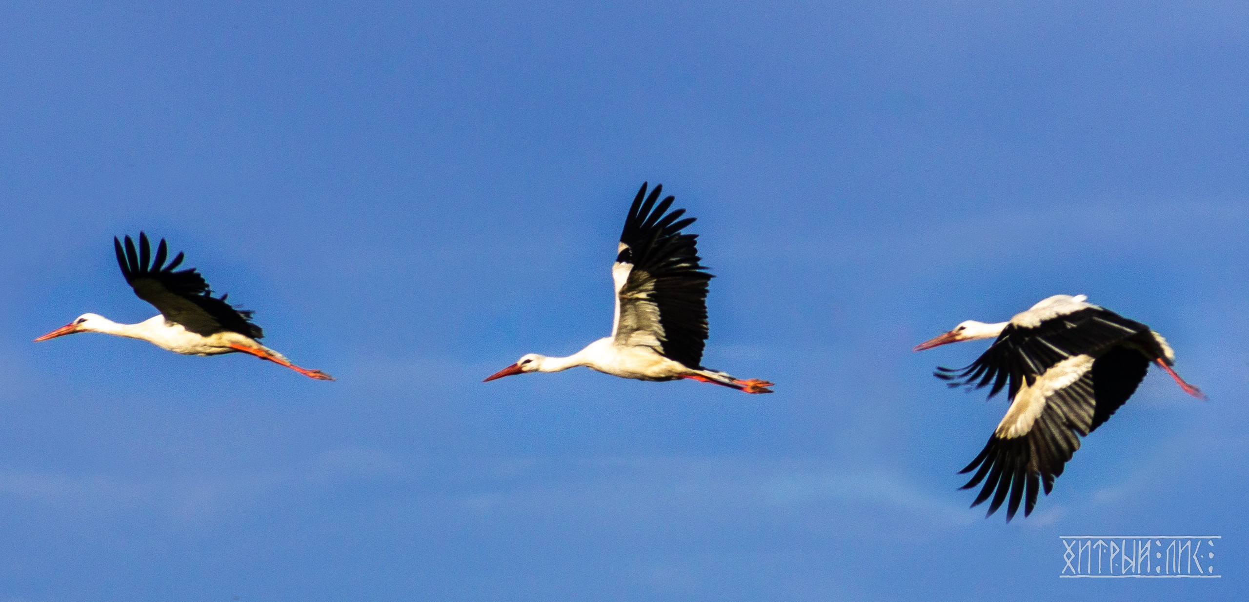 Беларусь. Фотограф-путешественник Самойлов Максим «Sly Fox»