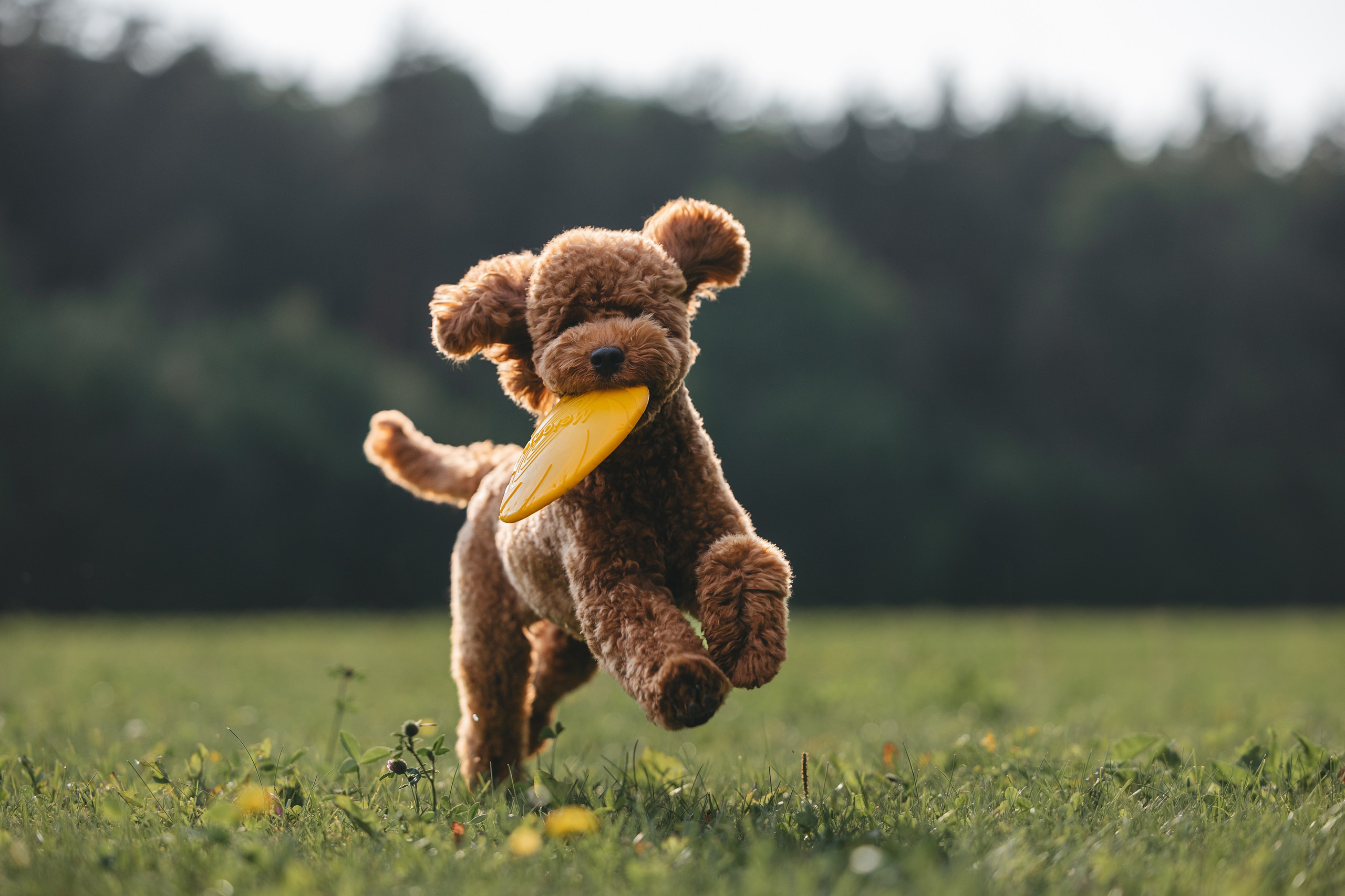 Джек. Фотограф Анималист в Москве Анастасия Жучкова