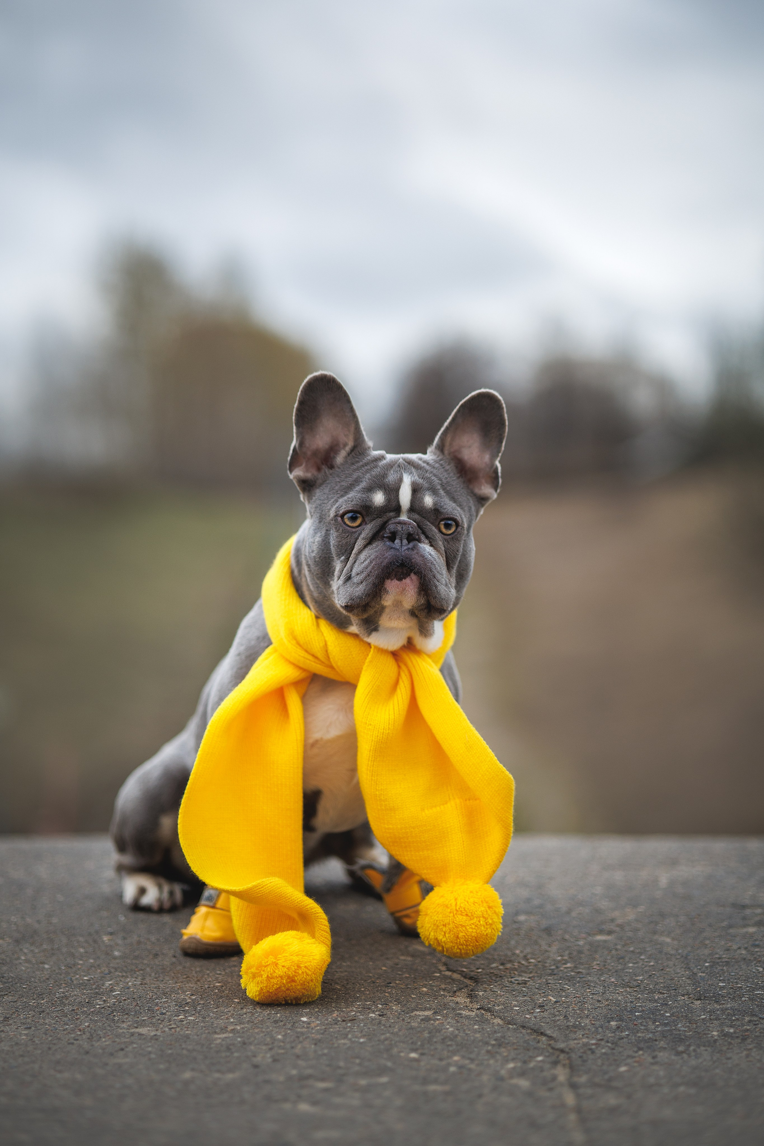 В обработке. Фотограф Анималист в Москве Анастасия Жучкова