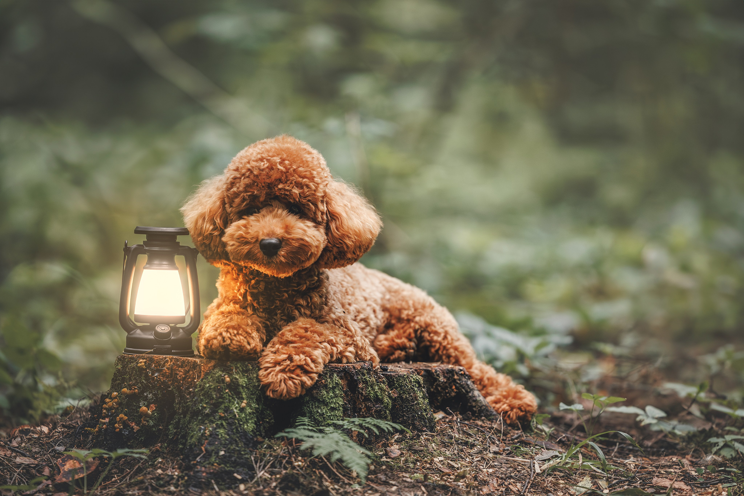 Лесная прошулка. Фотограф Анималист в Москве Анастасия Жучкова