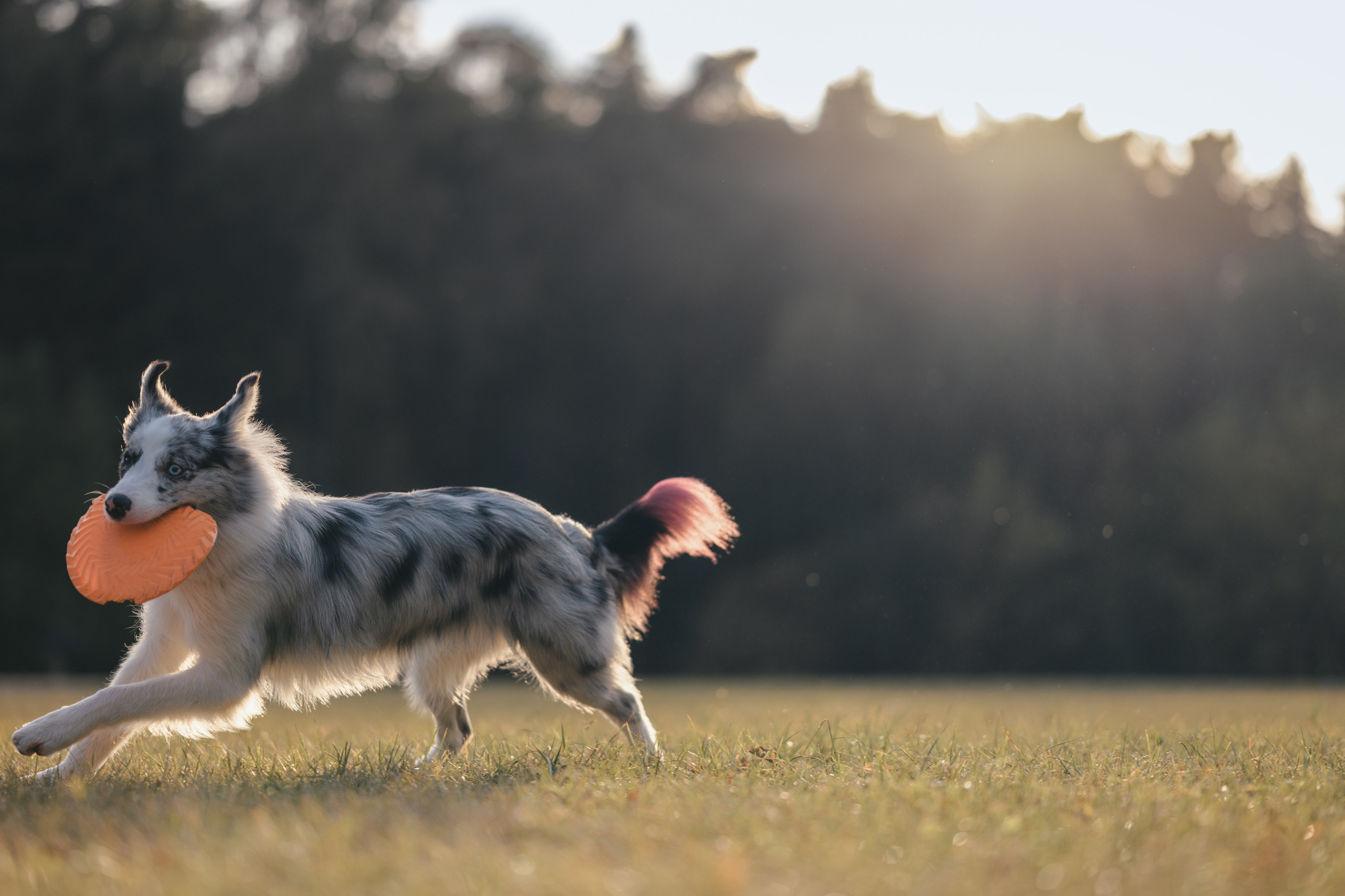 Бордерколли и фрисби. Фотограф Анималист в Москве Анастасия Жучкова