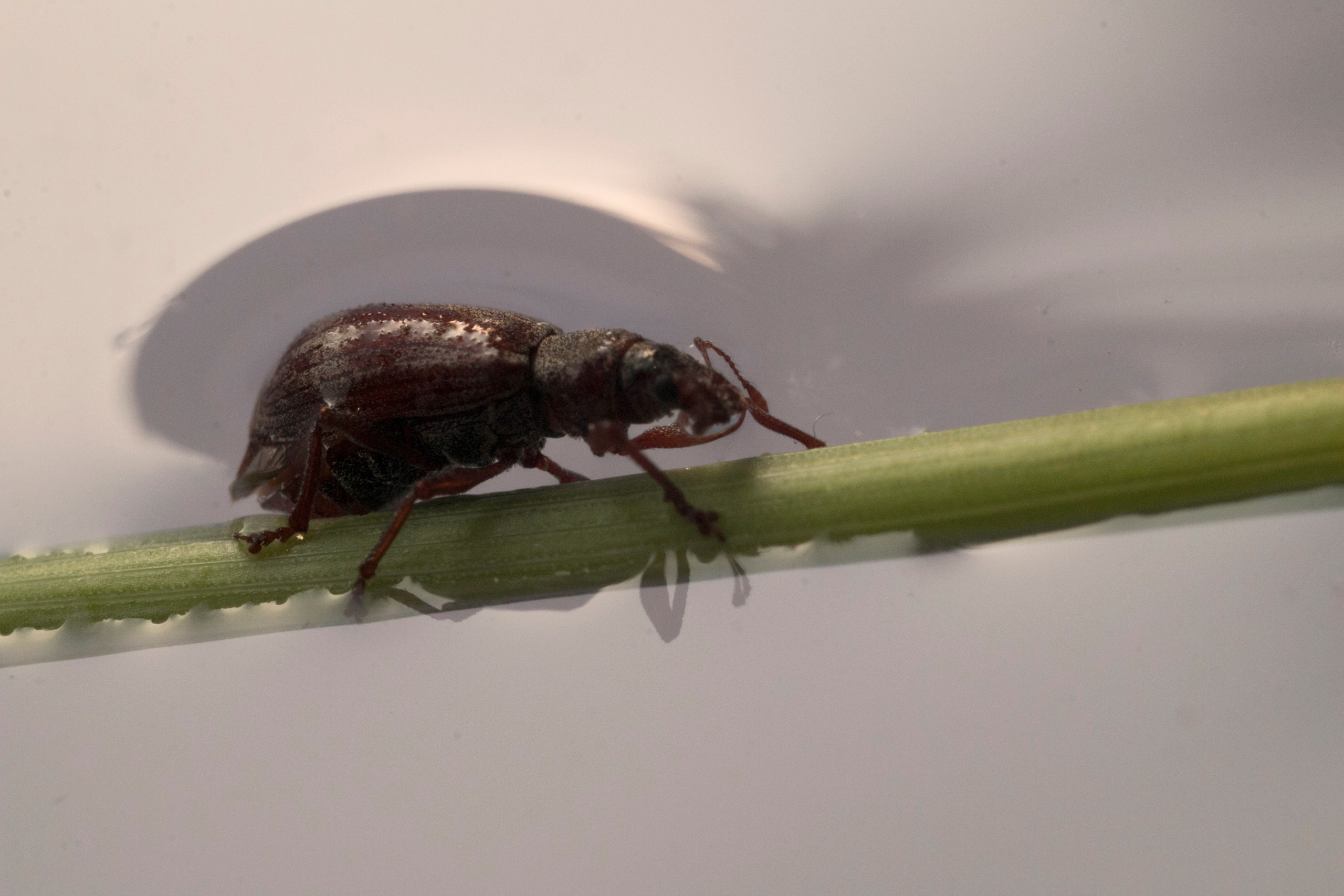 Макро. Фотограф Лагутин Анатолий