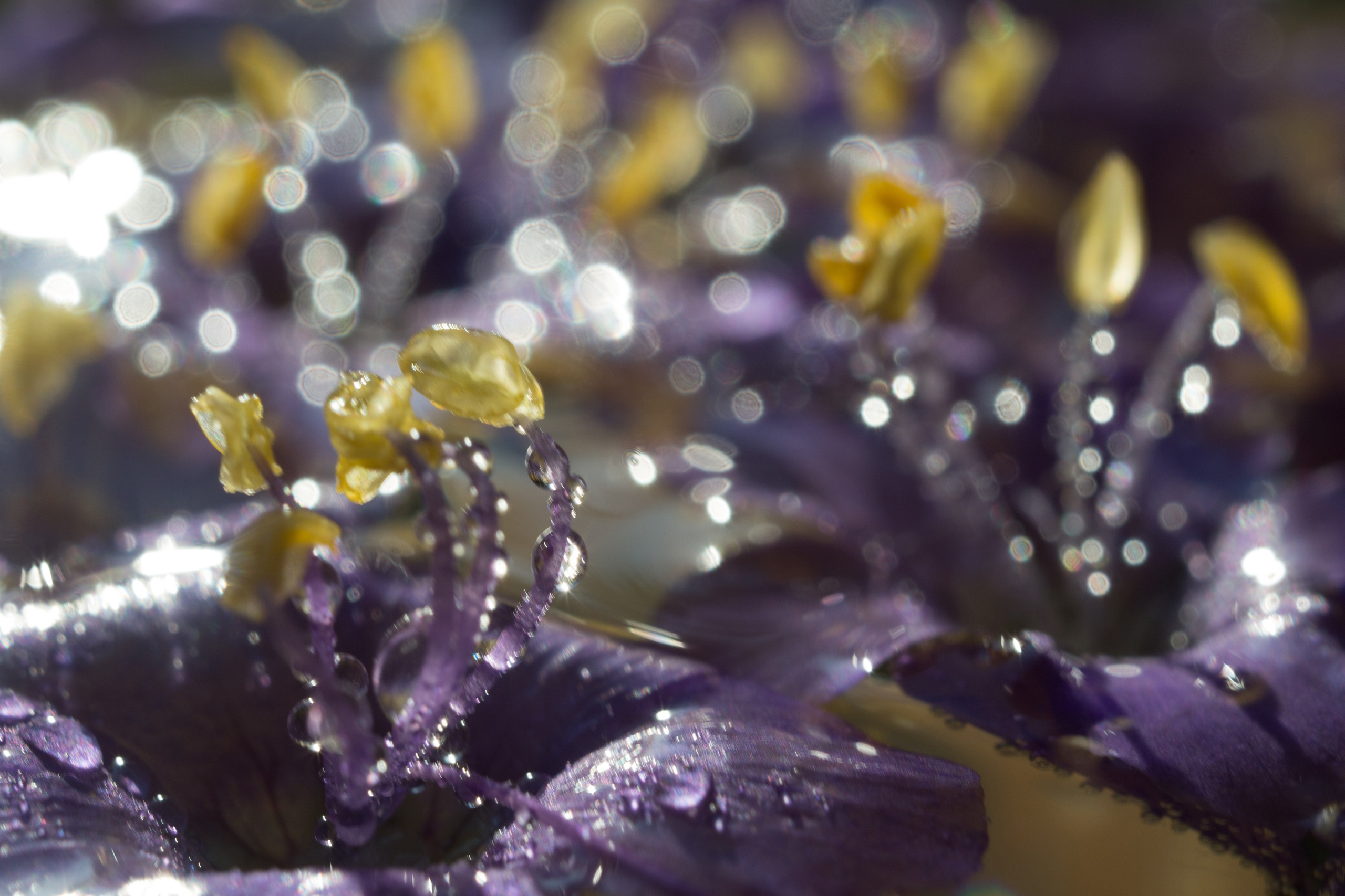 Макро. Фотограф Лагутин Анатолий