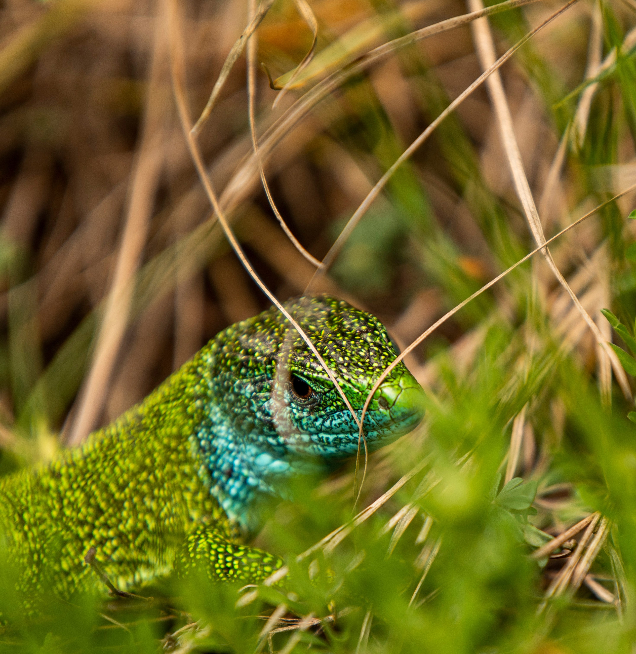 Столови. Сербия. Фотограф в Москве. Шахабудин
