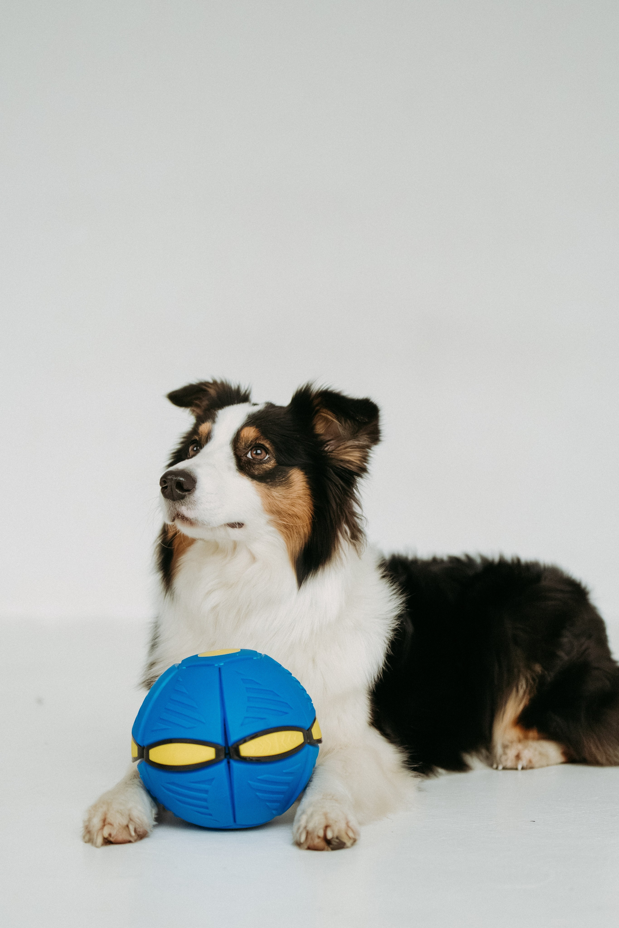 Мячи-попрыгуны. Фотораф — анималист Мария Шистка