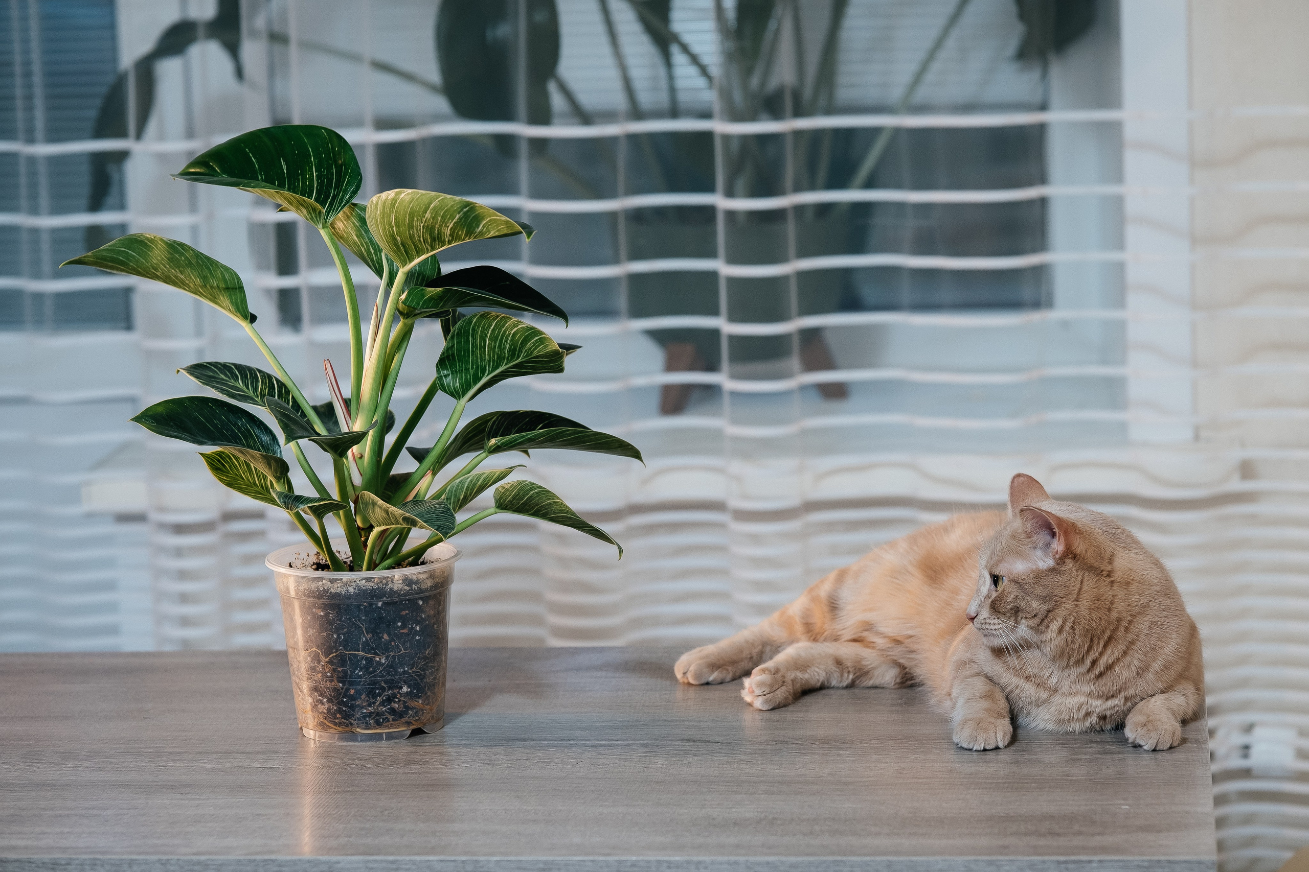 Домашняя фотосессия. Портретный фотограф в Чите Анна Камратова. Помогу Вам создать историю, в которой Вы — главный герой!