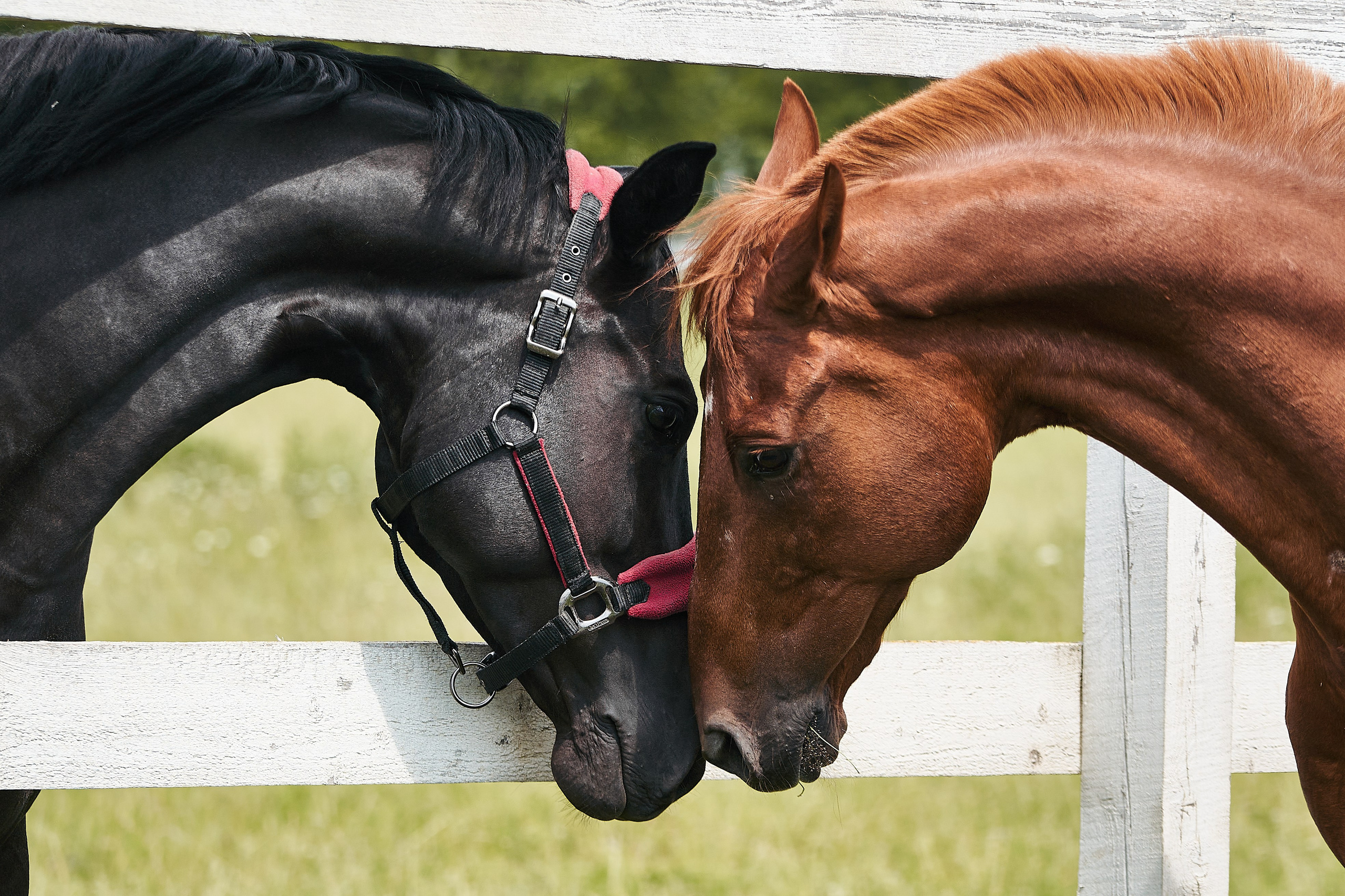 Эмбилгон, буденновский, КСК «Звёздный». Фотосессии с лошадьми в Москве, Новосибирске