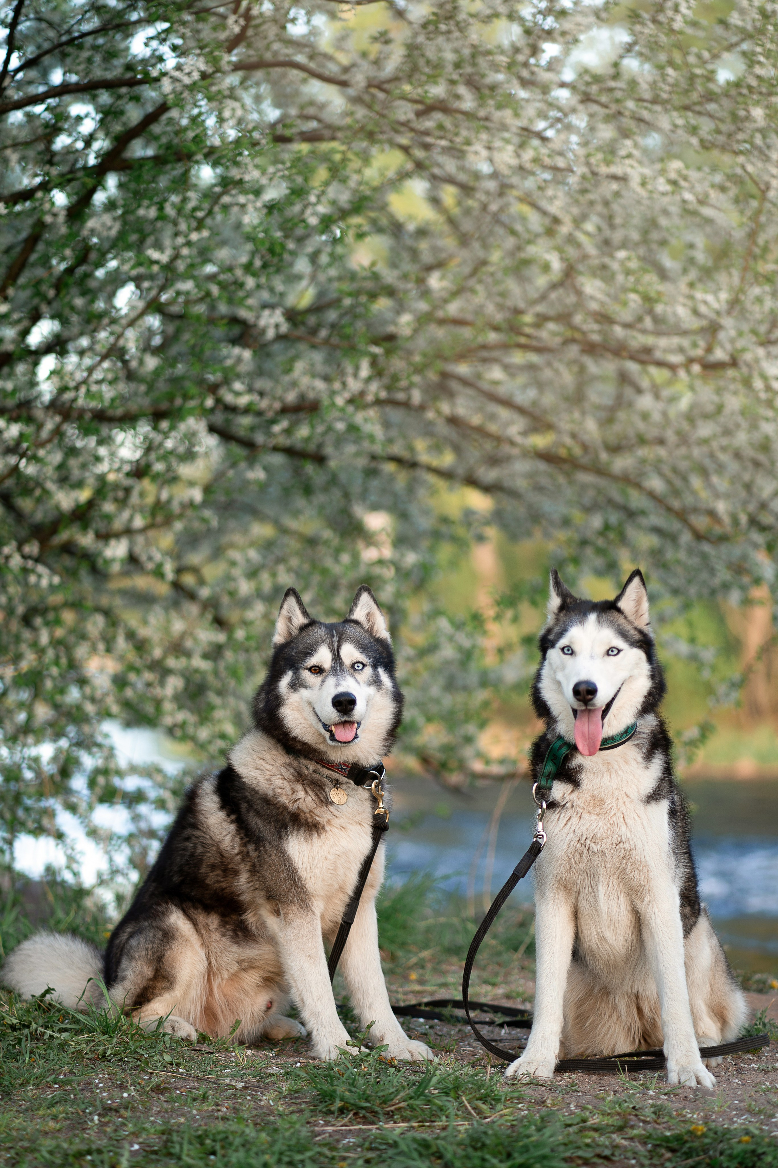 Хвостики. Главная