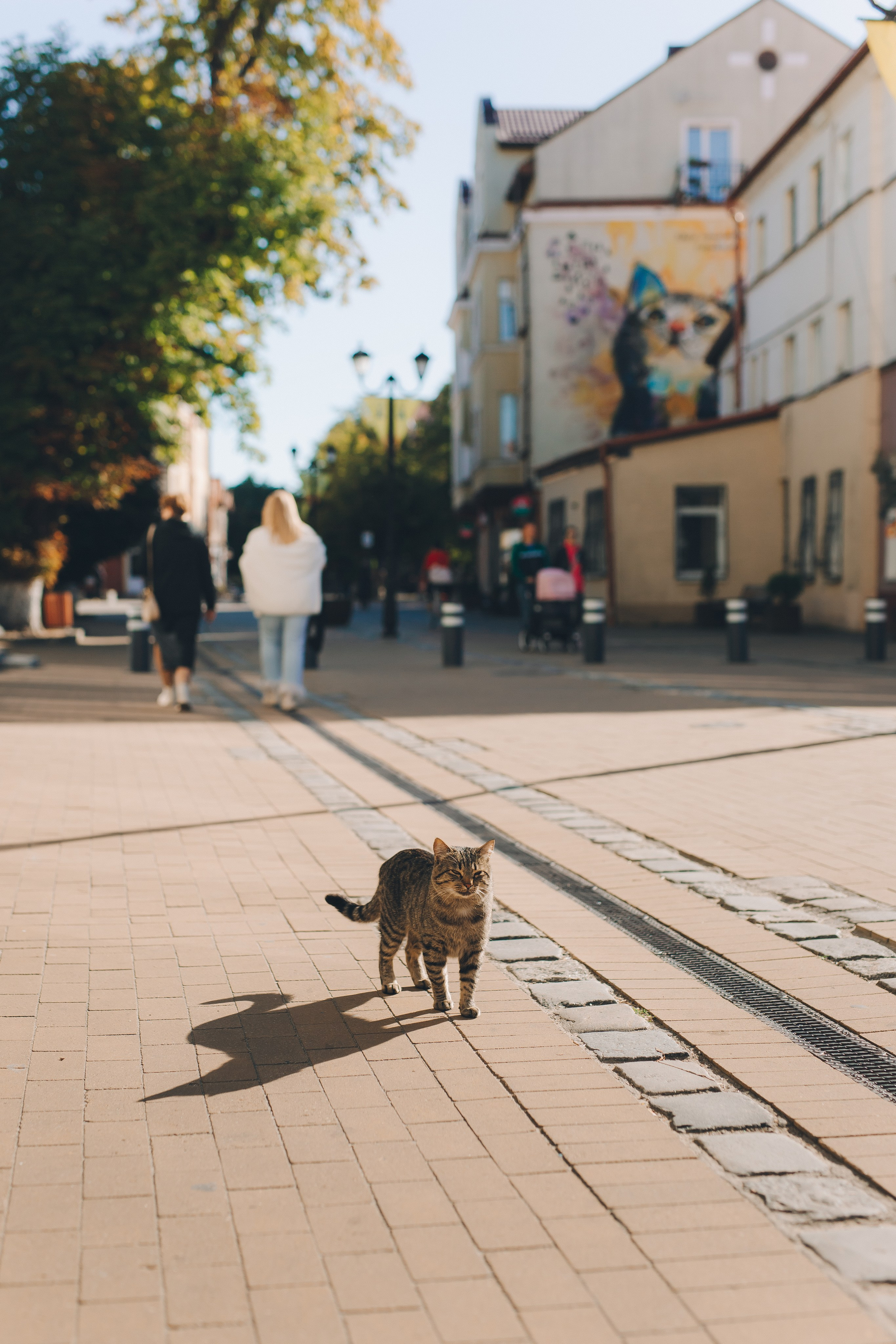 Мурчащий город. Фотограф Зеленоградск Красильникова Елена
