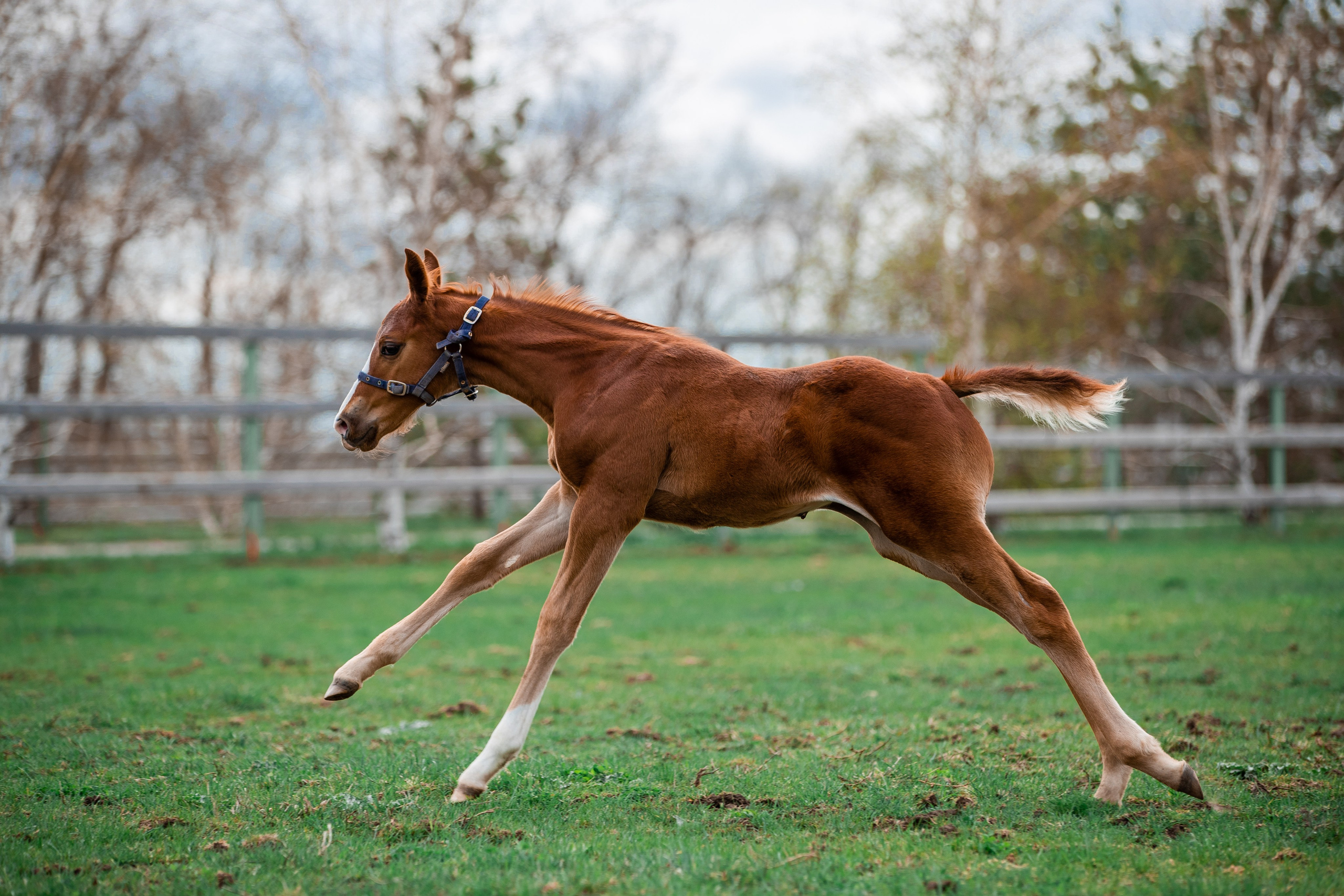 В движении. Фотограф-анималист Ксендзова Кристина
