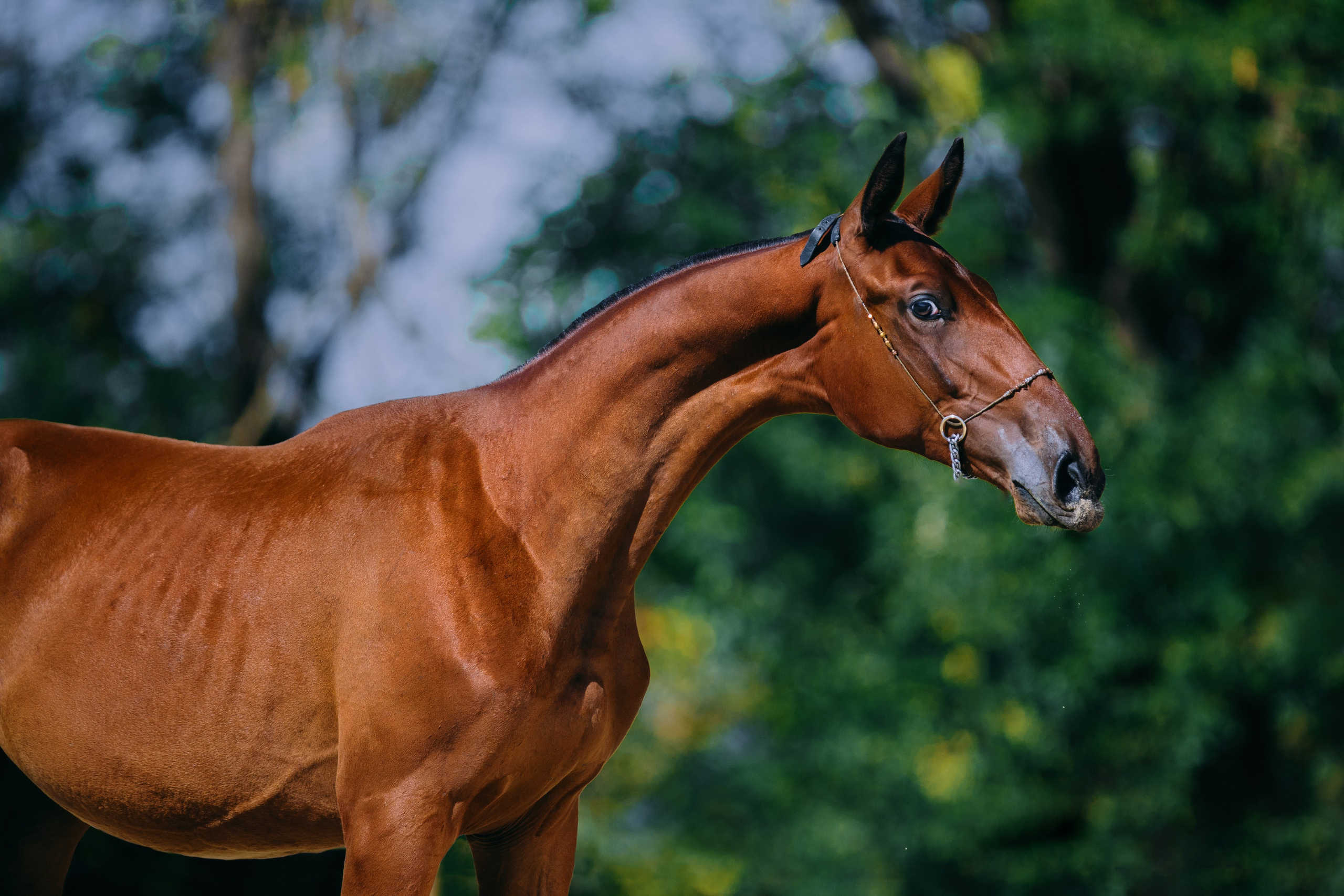 На природе. Фотограф-анималист Ксендзова Кристина