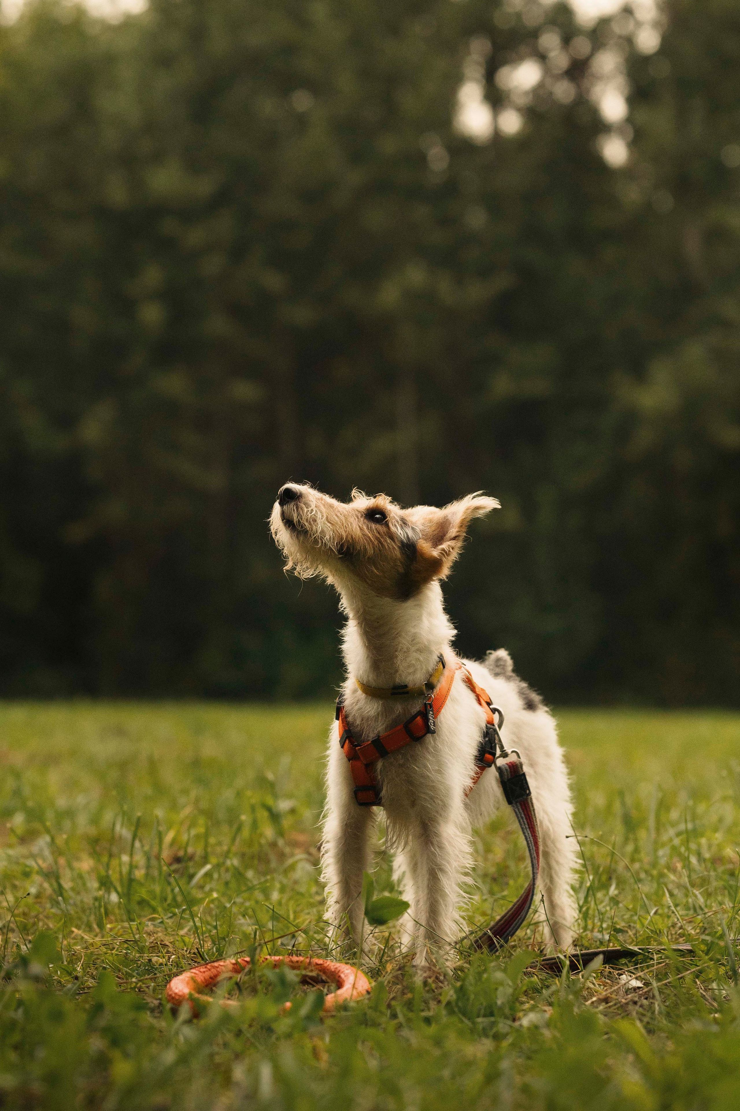 Мартин. Фотограф- анималист Александра Матвеева