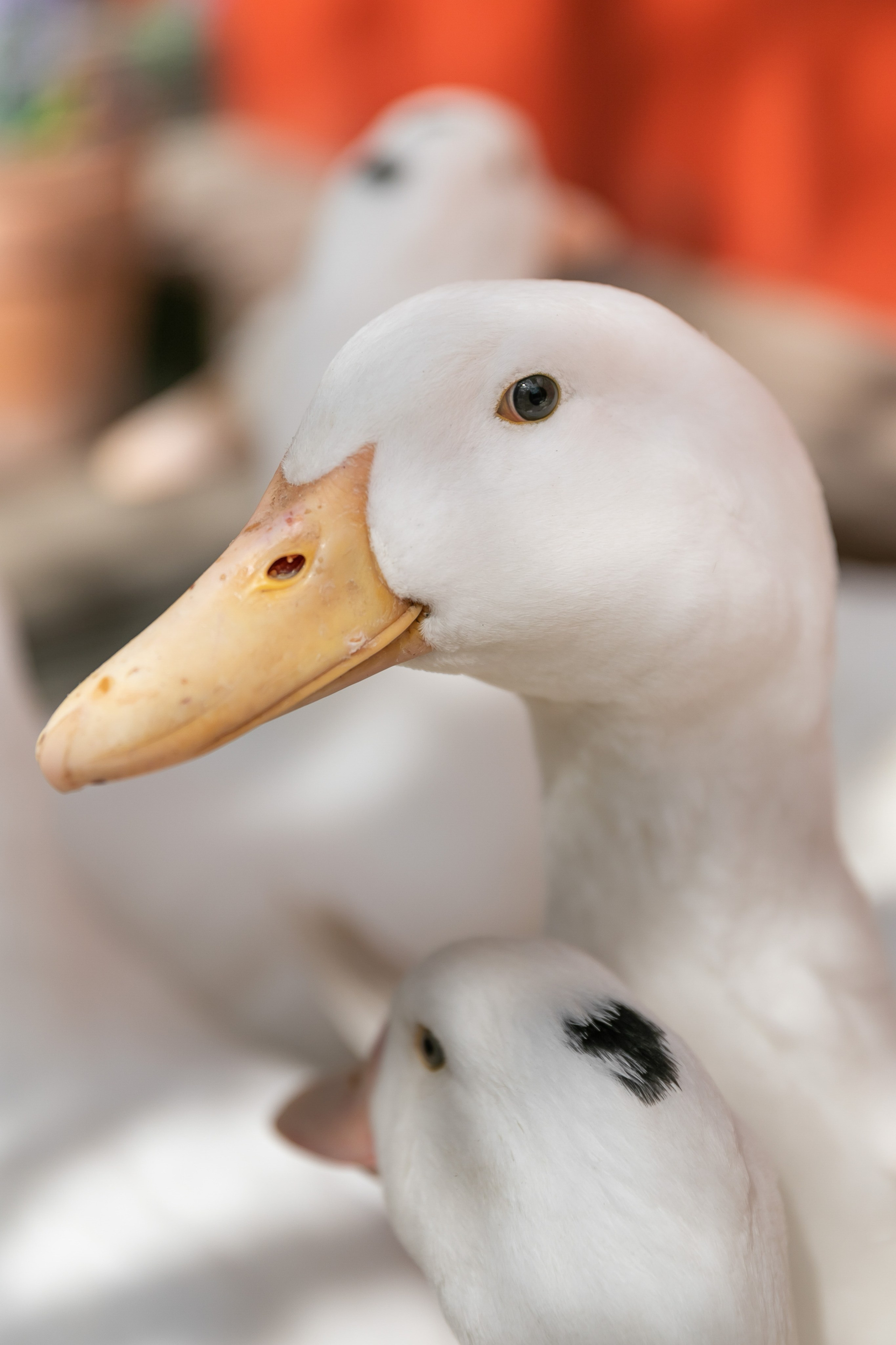 Съемка для проекта: Театрализованный ужин «Один летний день» в отеле Wawelberg. NesterovaMaria.ru