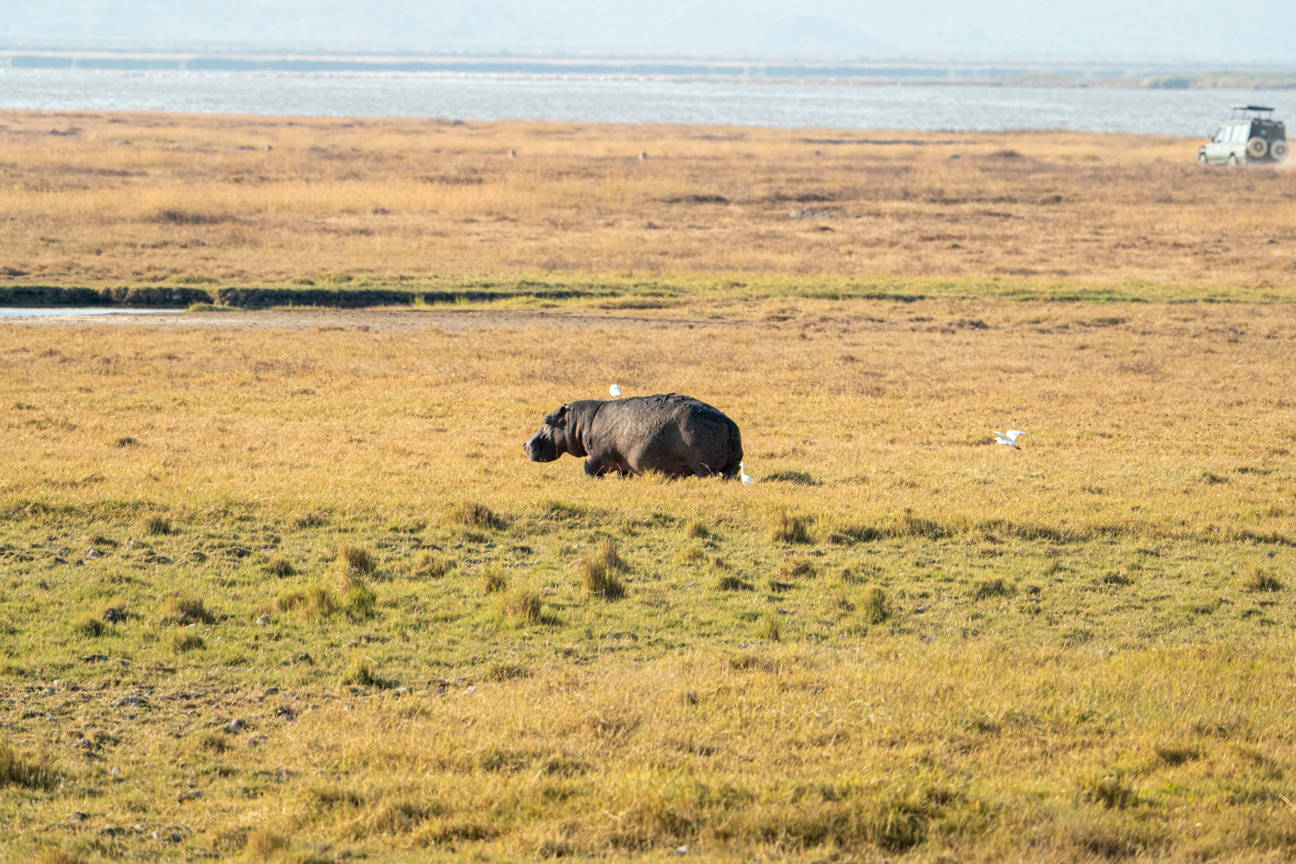 Танзания, сафари, 2025. Творческие сьемки