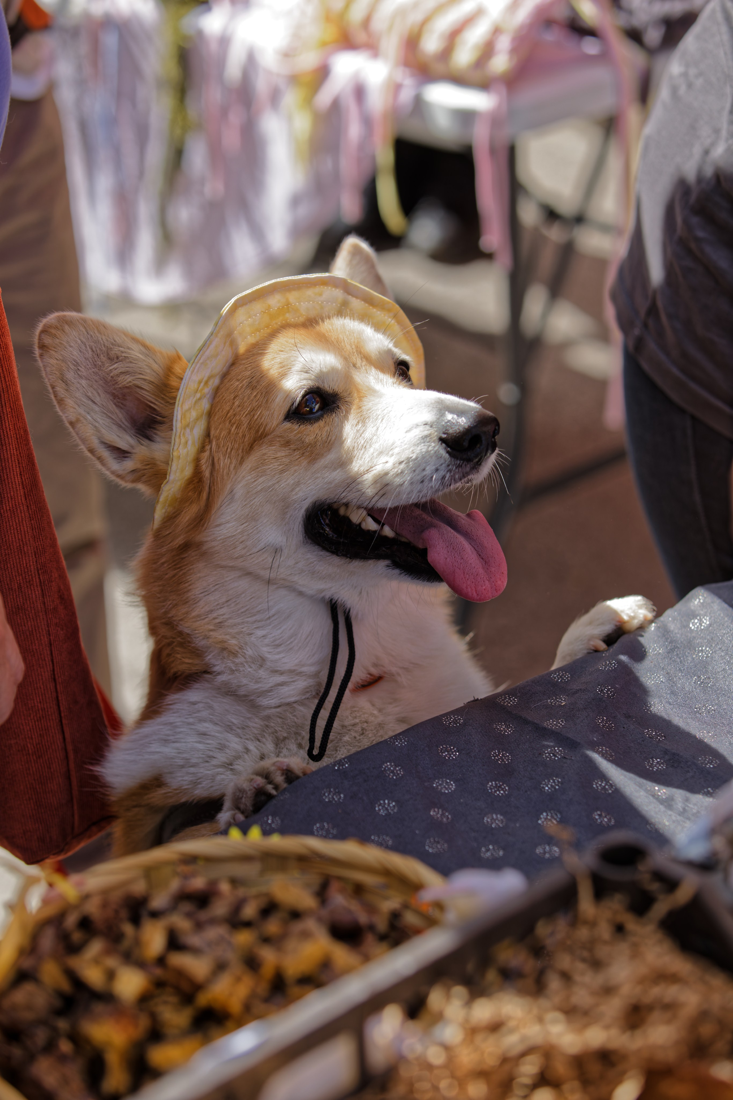Вечеринка для собак Oh my dog 20.07.2025. Репортажный и спортивный фотограф в г. Пермь Зильберг Павел