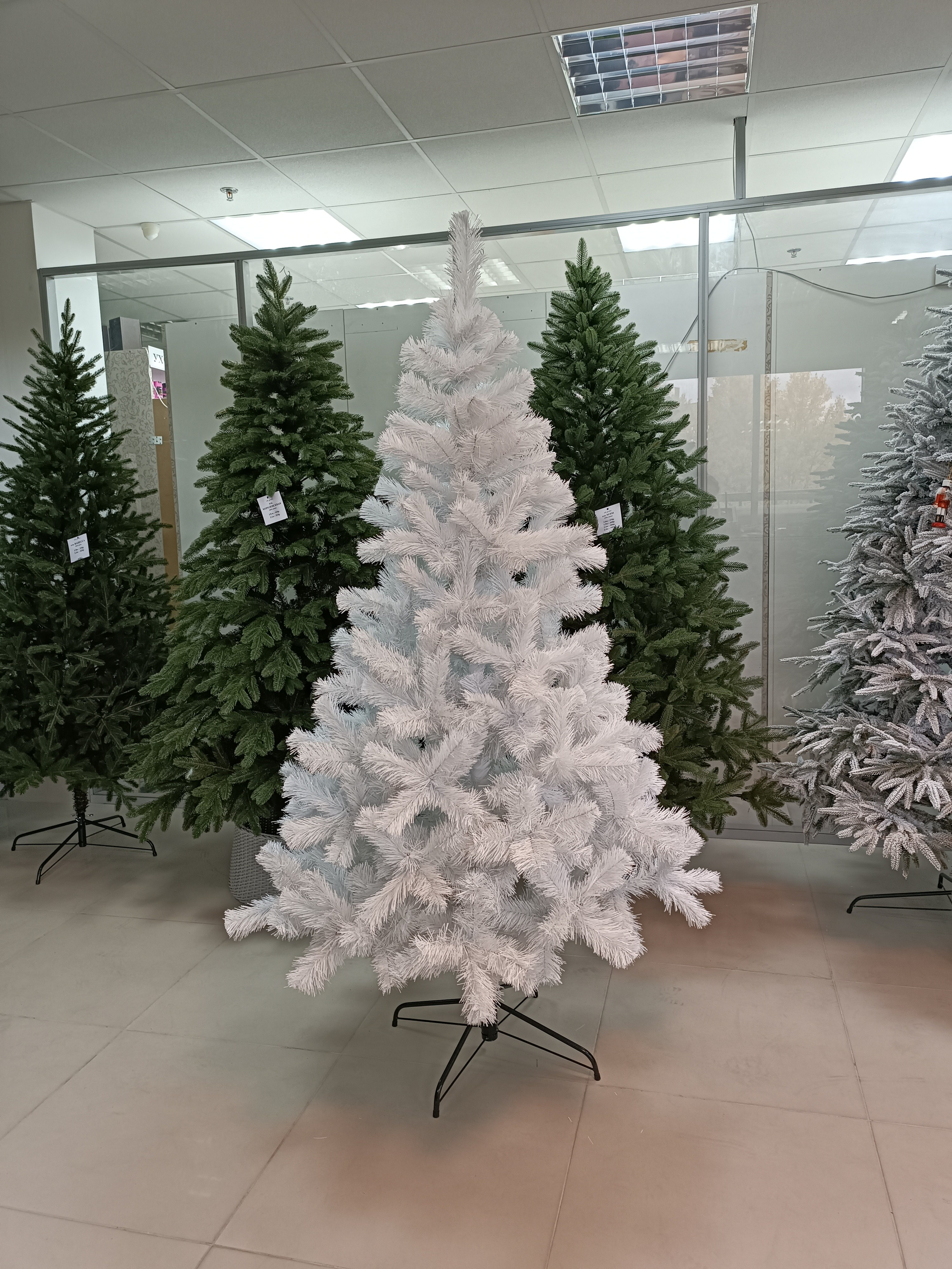 ИЗАБЕЛЬ. Elki_grodno