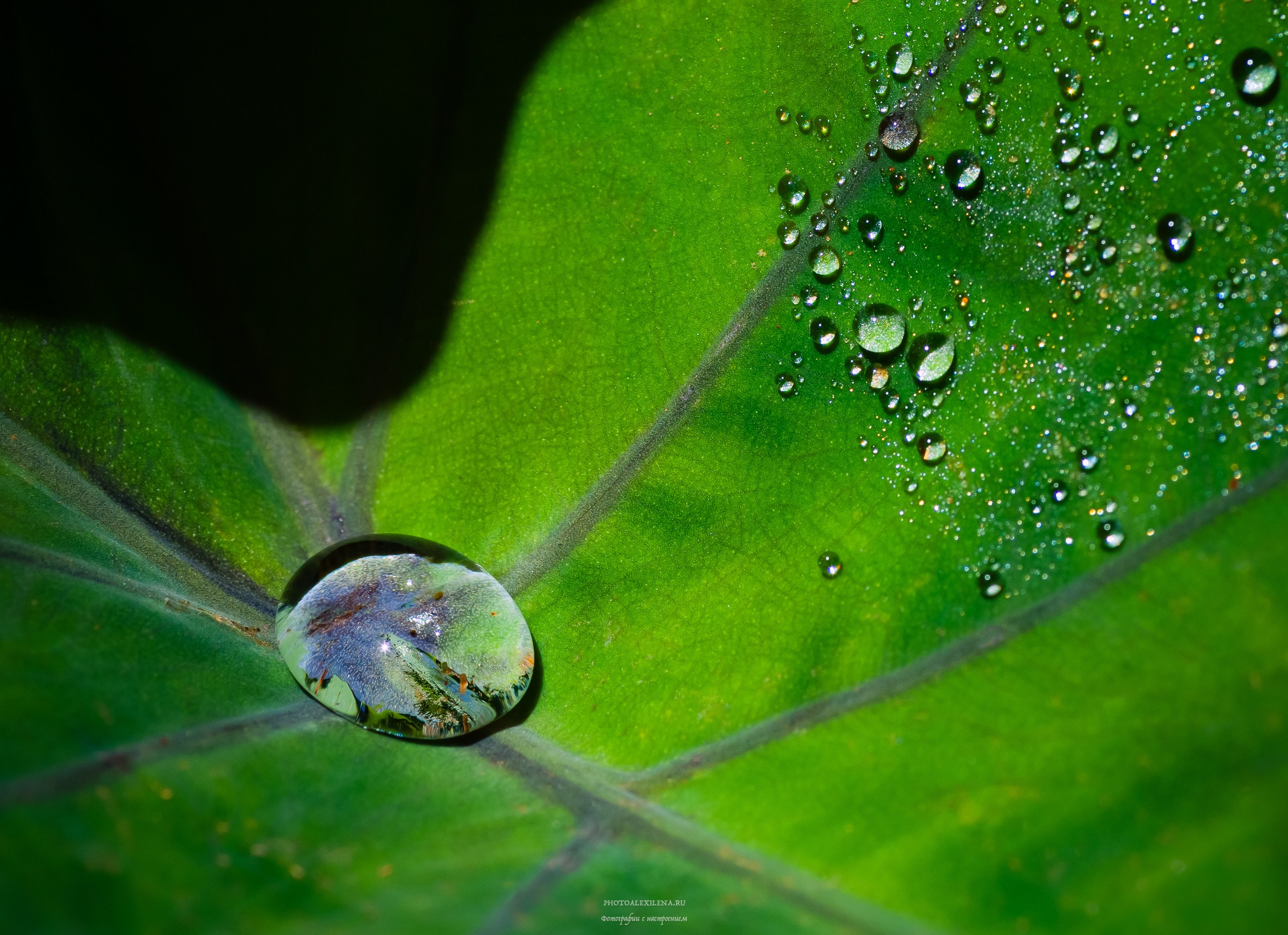 Капли, капелюшки. Авторские стильные фотокартины