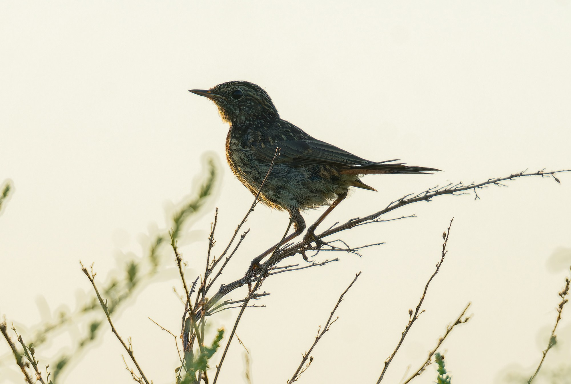 Удивительные мир птиц. Вокруг нас столько прекрасного — присмотритесь!. Ваш личный фотограф Марина Волкова