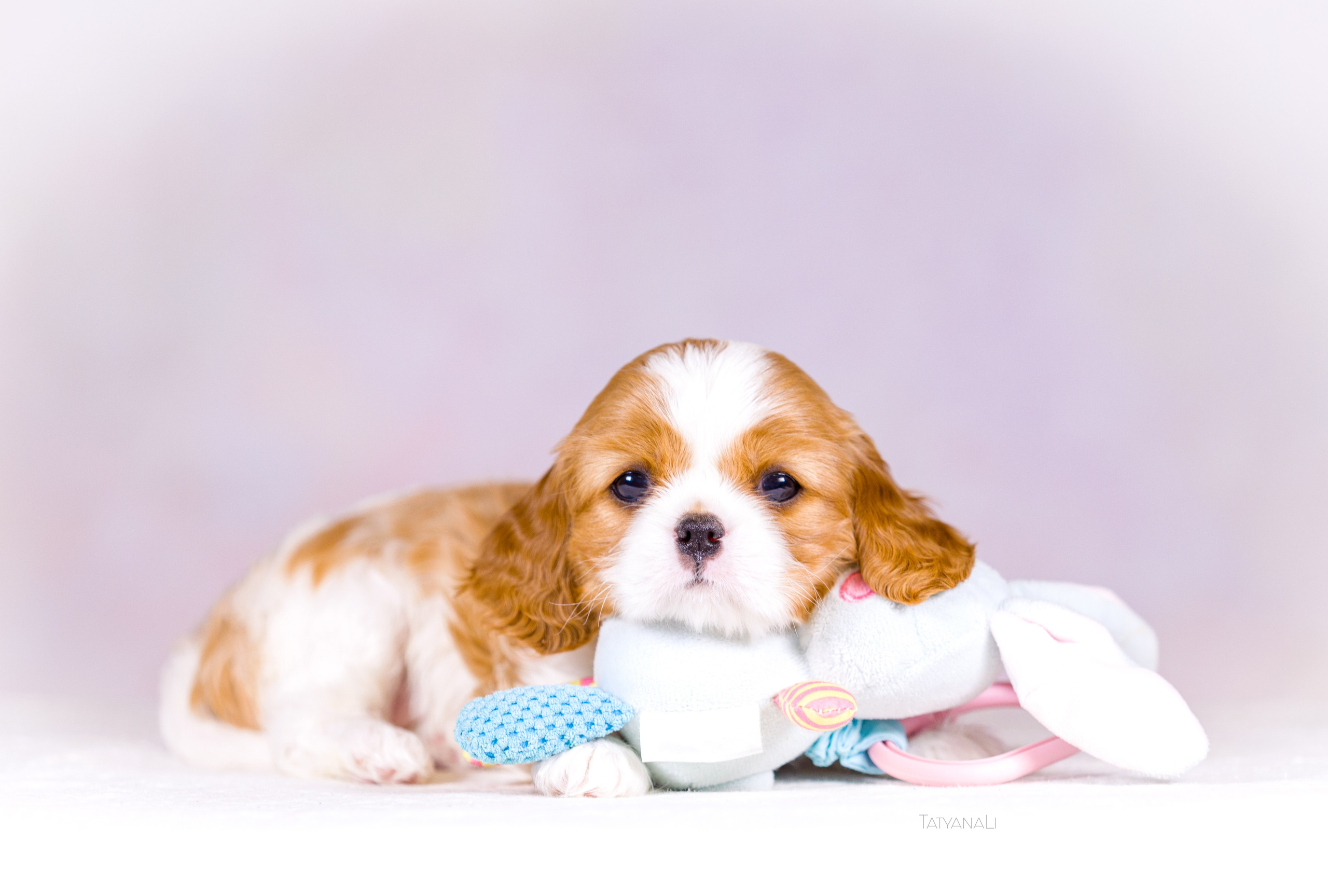 Кавалер-Кинг-Чарльз-Спаниель. Фотограф — анималист Татьяна Ли