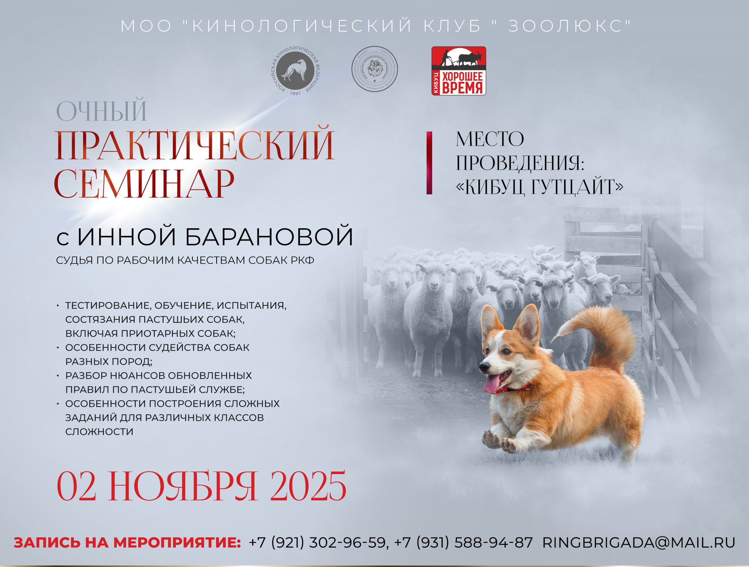 Блок презентаций по пастьбе для организаторов Санкт-Петербургское Содружество Профессиональных . Что примечательно, фото пастьбы сделаны мной еще в далеком 2018 году. Одна из фотографий украшает шапку профиля судьи Инны Барановой 😊ps: На заглавном фото Алина Кылыч и корги Ума.