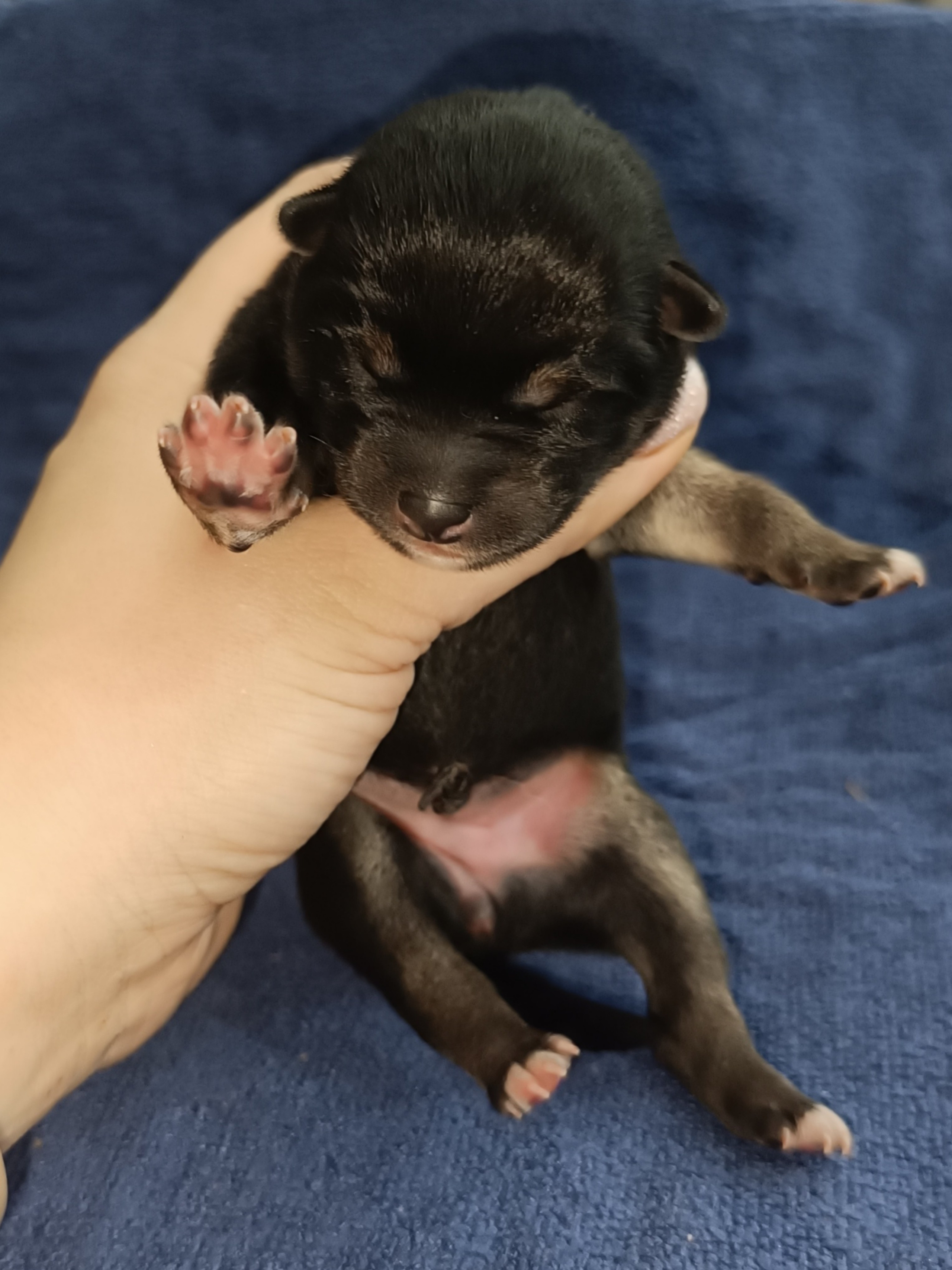 сиба питомник Рубилайт щенки на продажу rubylight  сиба щенки купить СПб Санкт-Петербург 