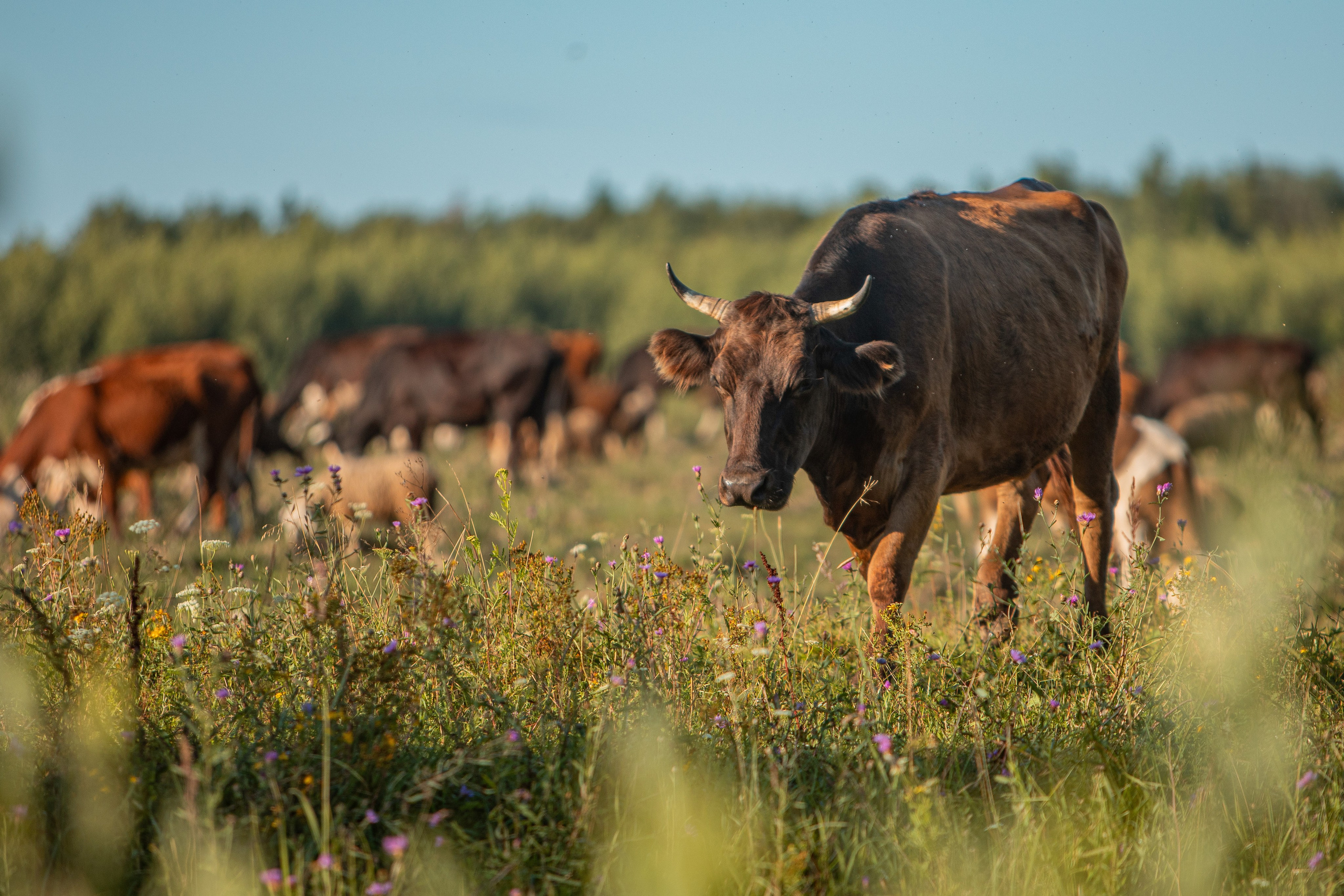 Село Тимирязево, Лухский район. Фотограф Сергей Ловкий