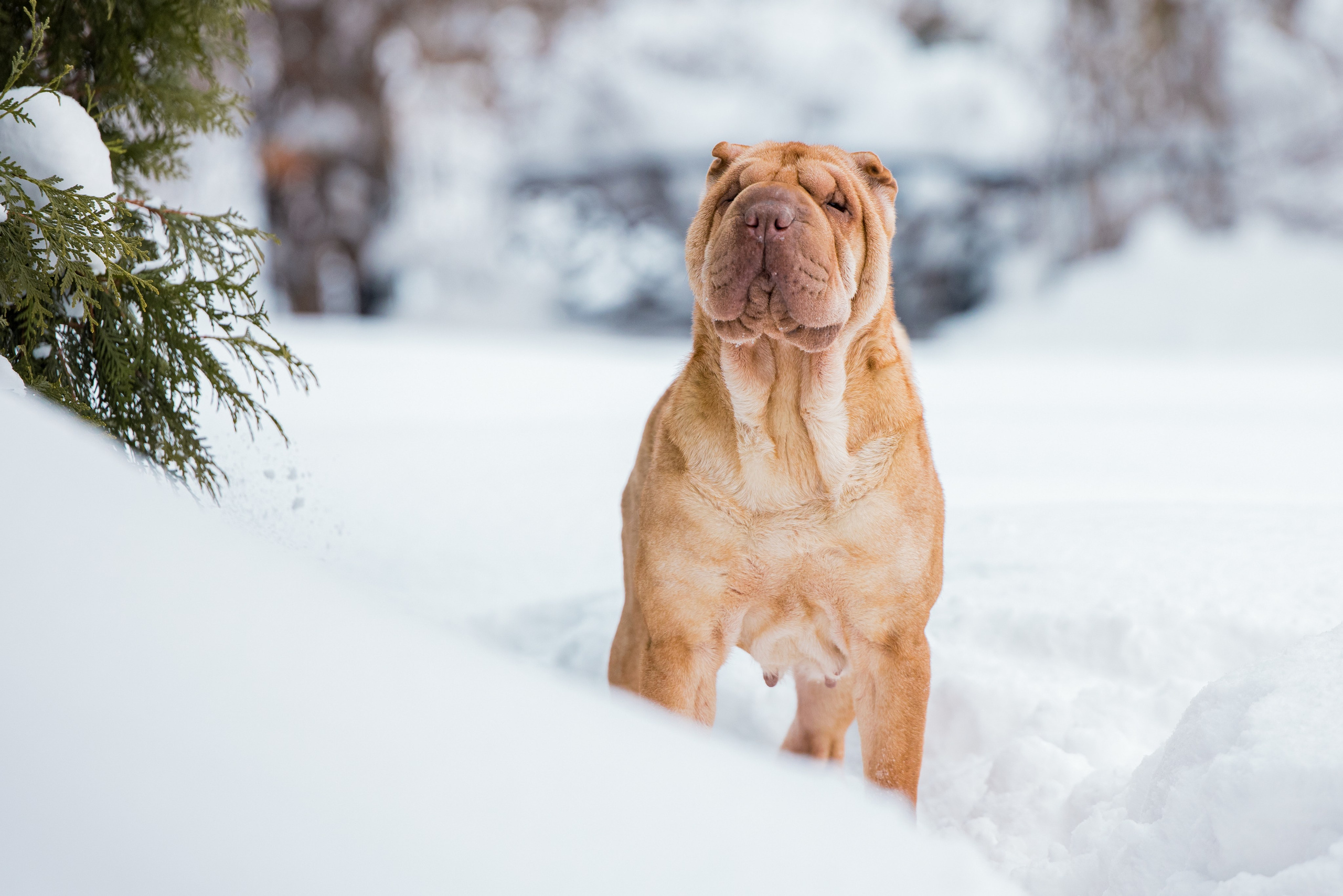 В гостях у шарпеев 16.01.2024. Фотограф-анималист Юлия Германика