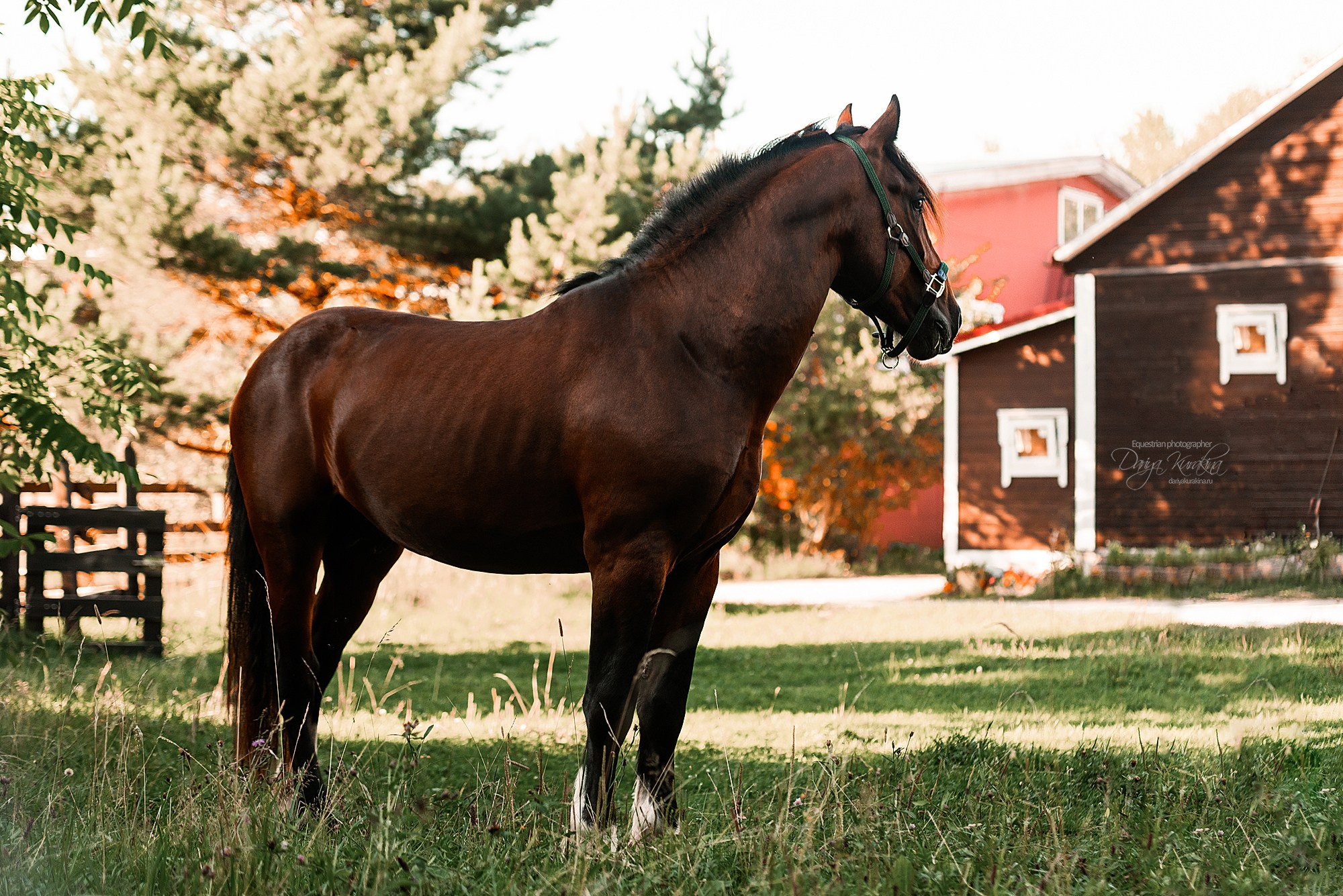 Волконский. Конный фотограф Куракина Дарья • Фотосессии с лошадьми