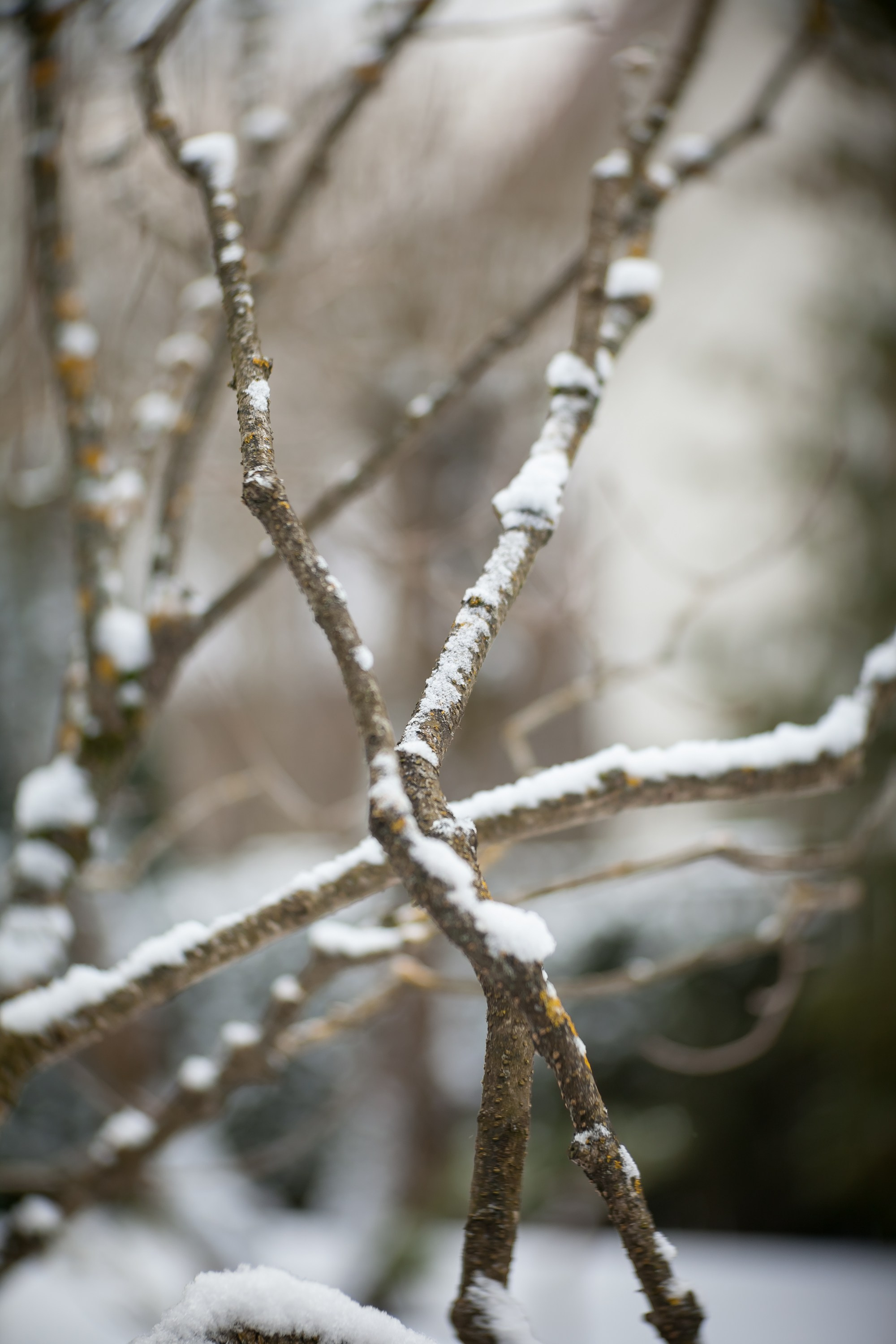 Спящий сад, Елены Асташкиной. Туманов Виталий — фотограф Москва