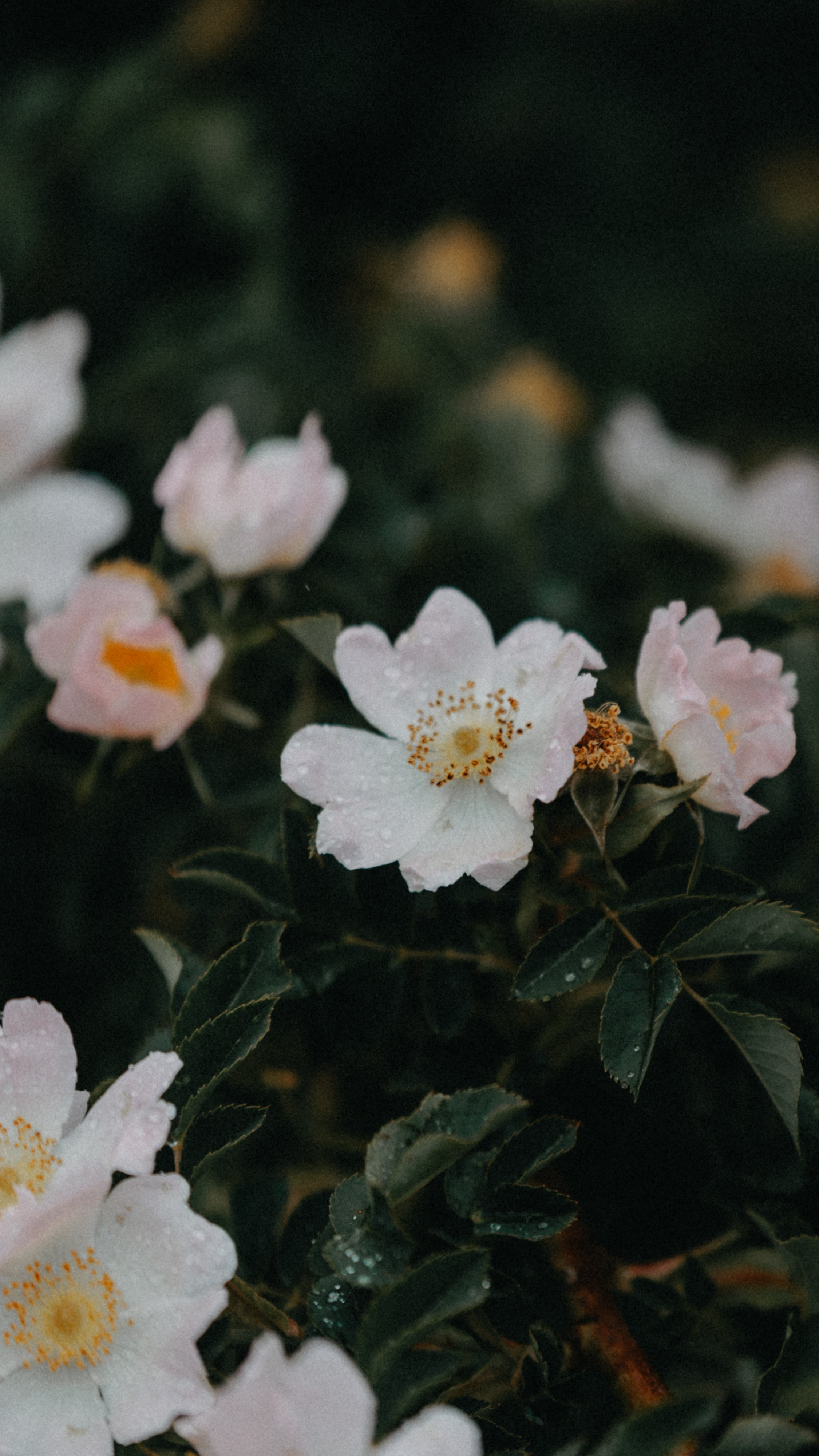 Заставки на телефон. Семейный фотограф в Белгороде