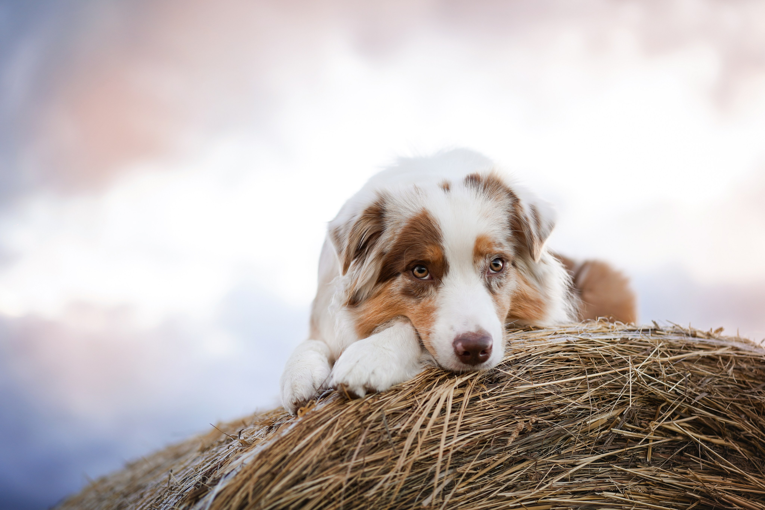Панда и стога. Фотограф-анималист в Санкт-Петербурге Яна Мартынова