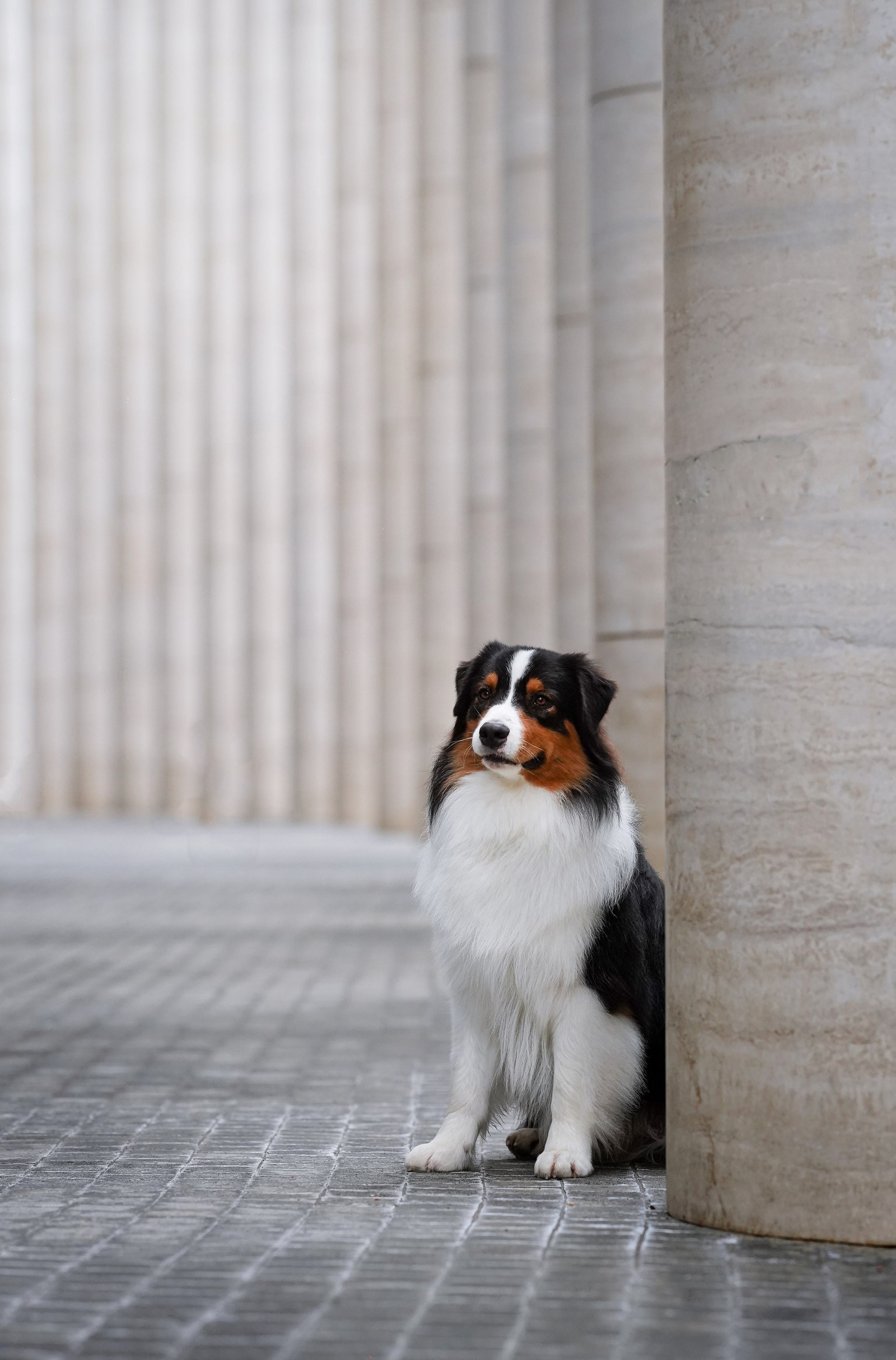 Кристина Катя Гермиона и Бэст. Фотограф-анималист в Санкт-Петербурге Яна Мартынова