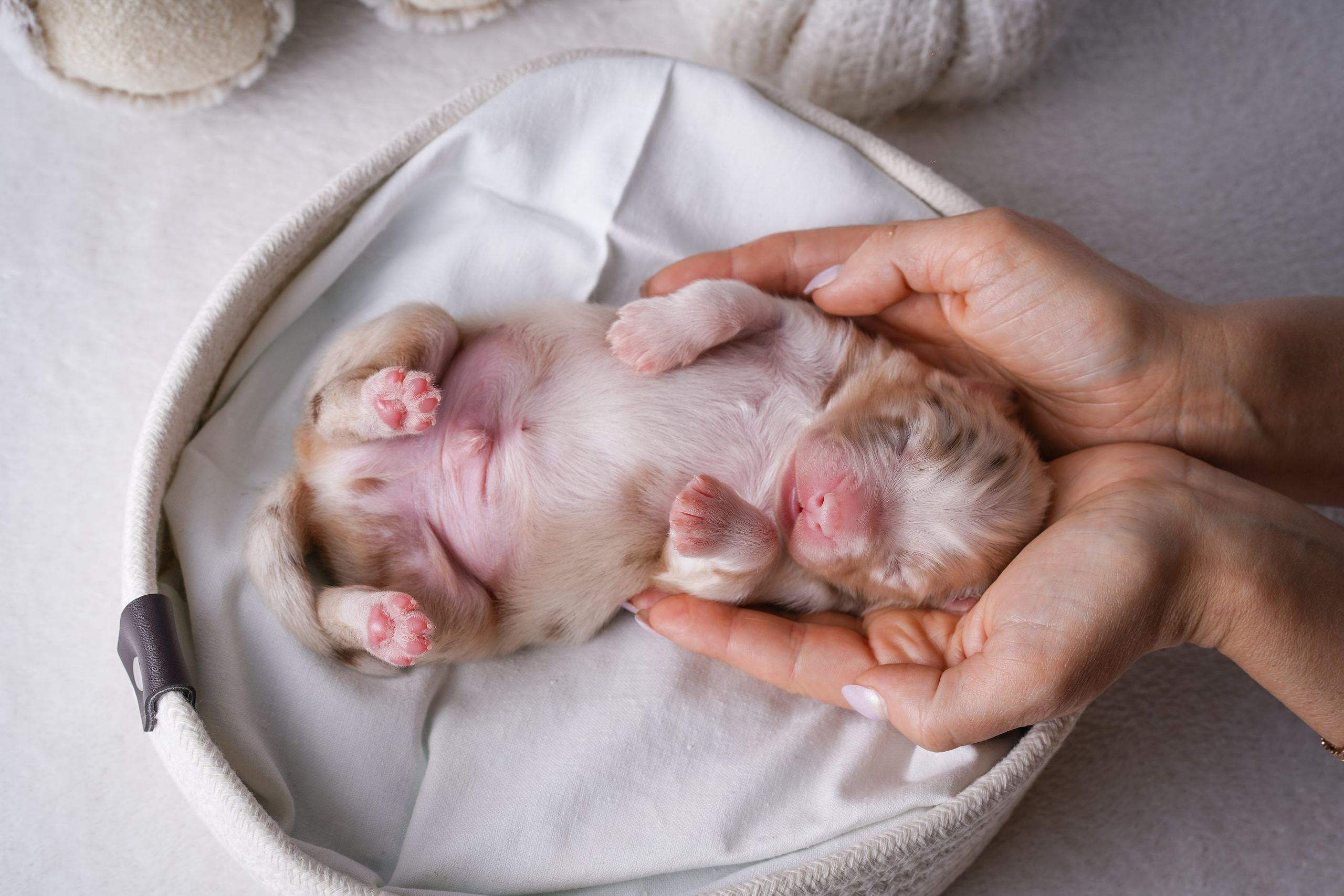 Щенули аусси. Фотограф-анималист в Санкт-Петербурге Яна Мартынова