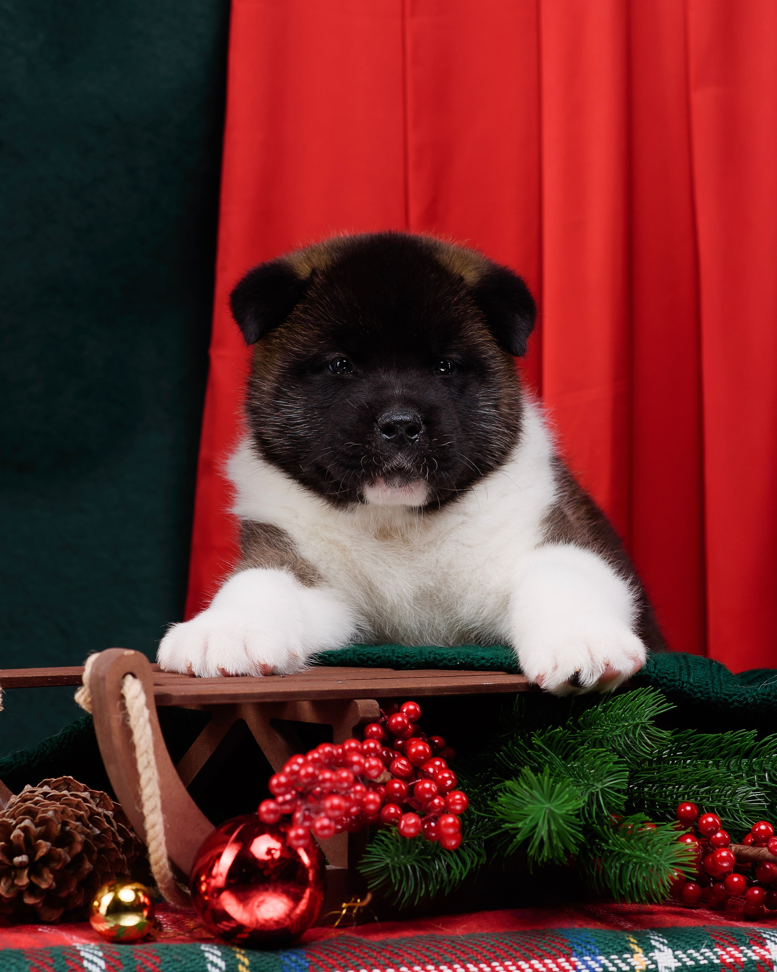 Щенки Американской Акиты. Фотограф — Анималист | Анна Абрамова