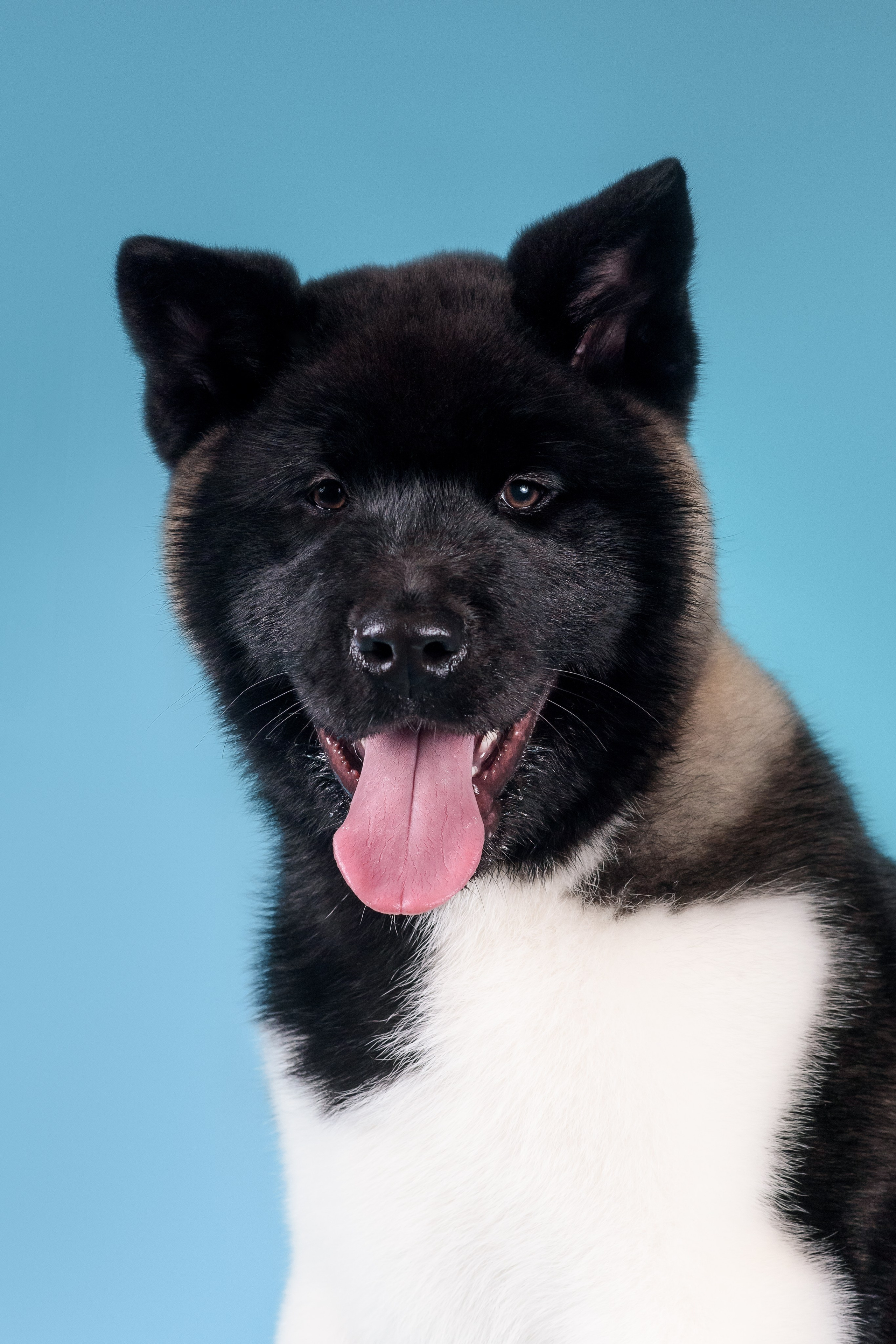 Илон и Оскар — 17.01.2025. Фотограф — Анималист | Анна Абрамова