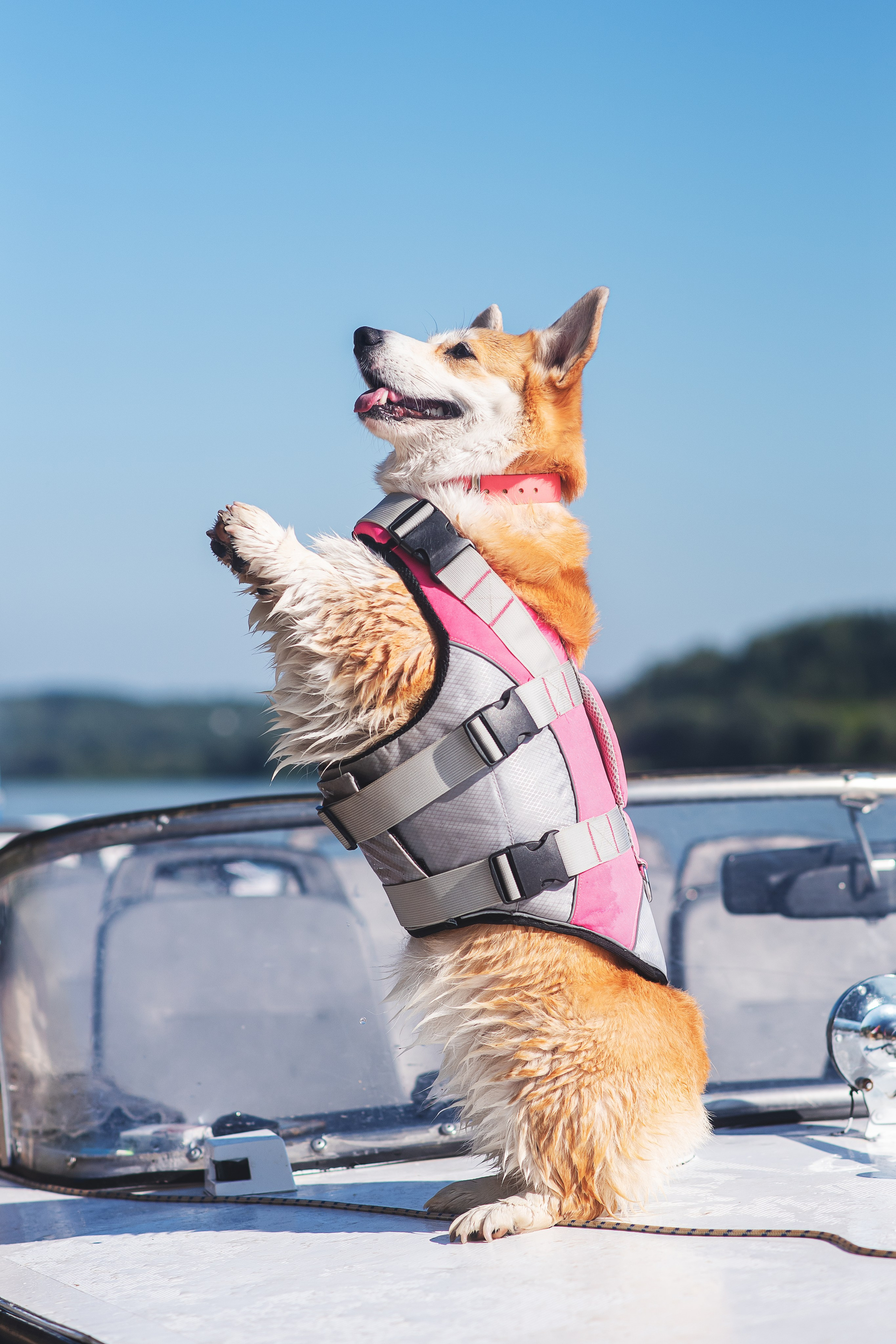 Майк и Лея — 29.08.2024. Фотограф — Анималист | Анна Абрамова