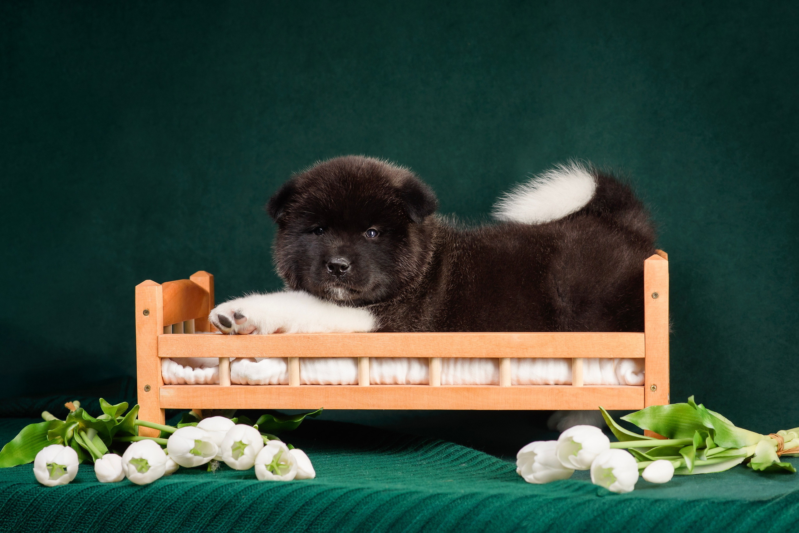 Щенки Американской Акиты. Фотограф — Анималист | Анна Абрамова