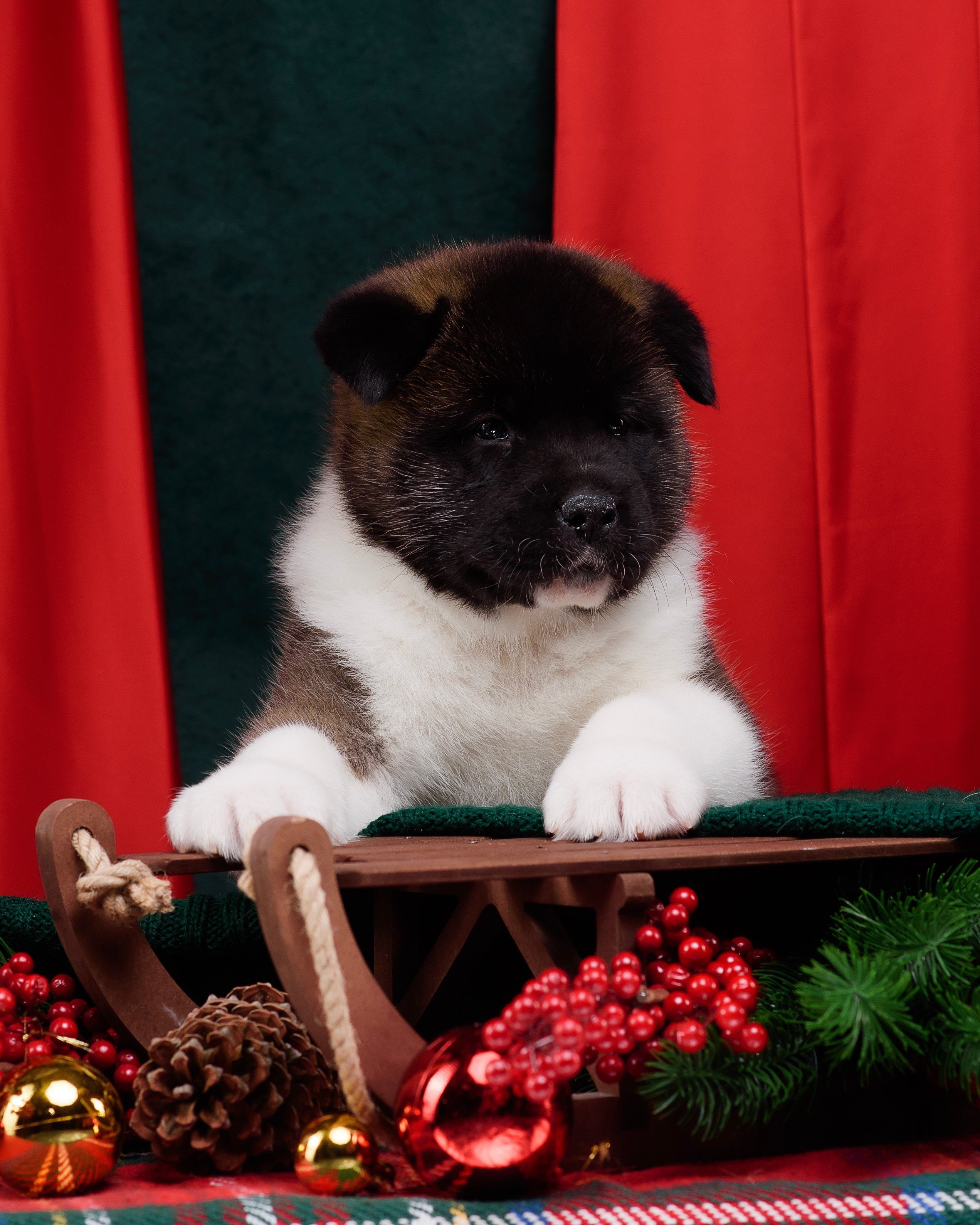 Щенки Американской Акиты. Фотограф — Анималист | Анна Абрамова
