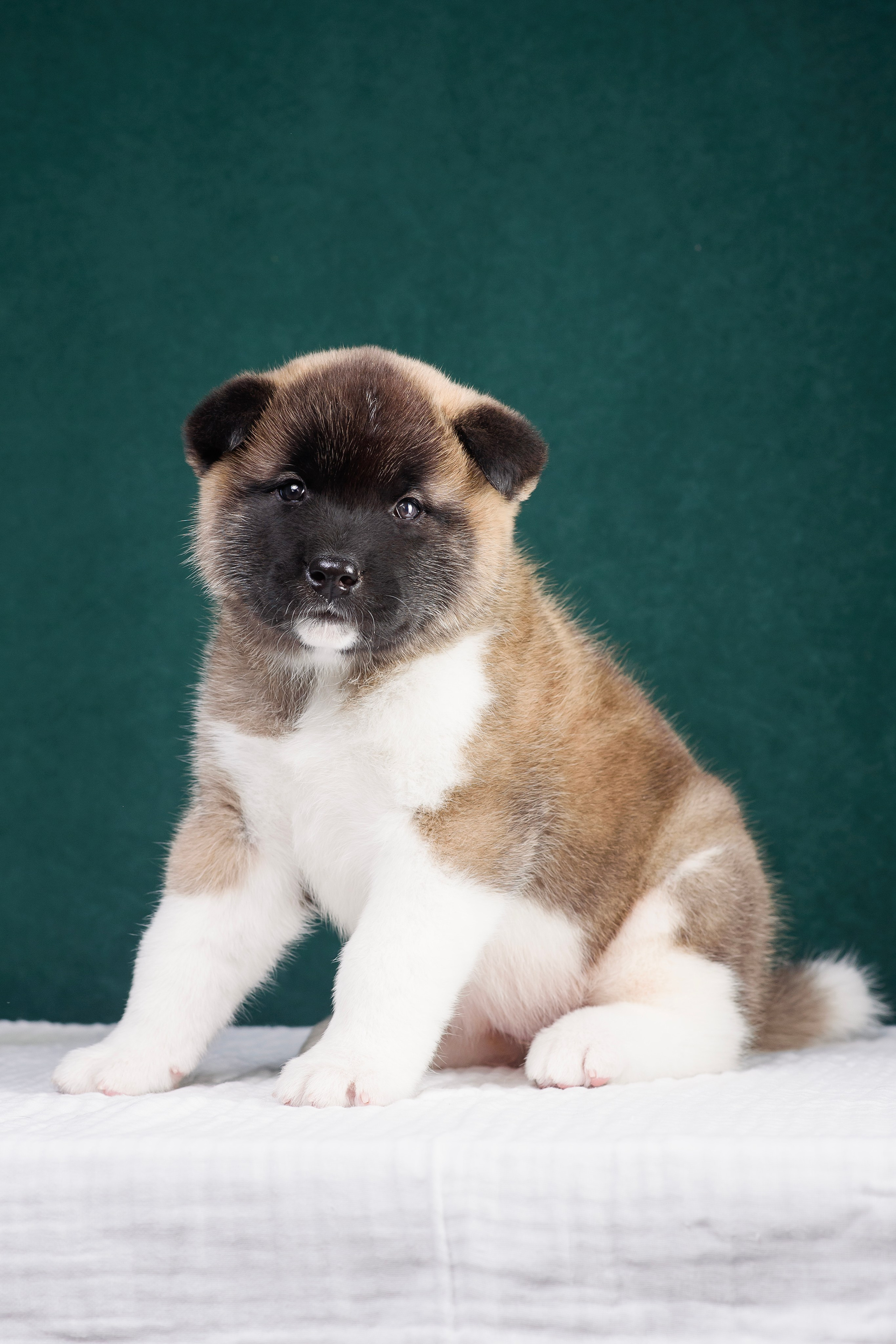 Щенки Американской Акиты. Фотограф — Анималист | Анна Абрамова