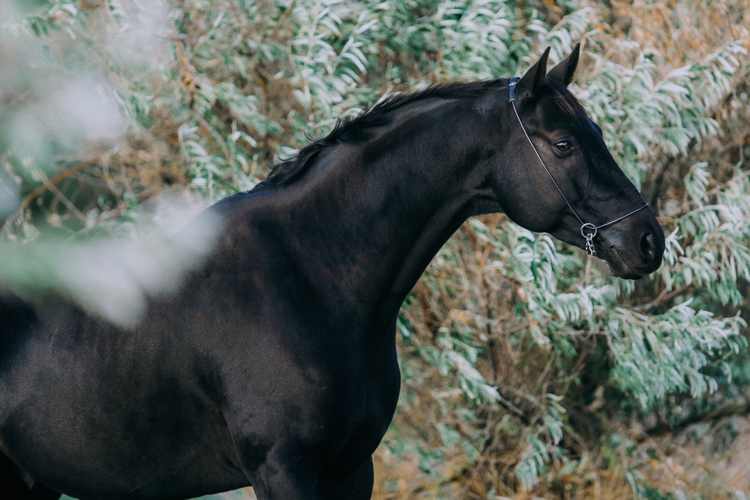 На природе. Фотограф-анималист Ксендзова Кристина