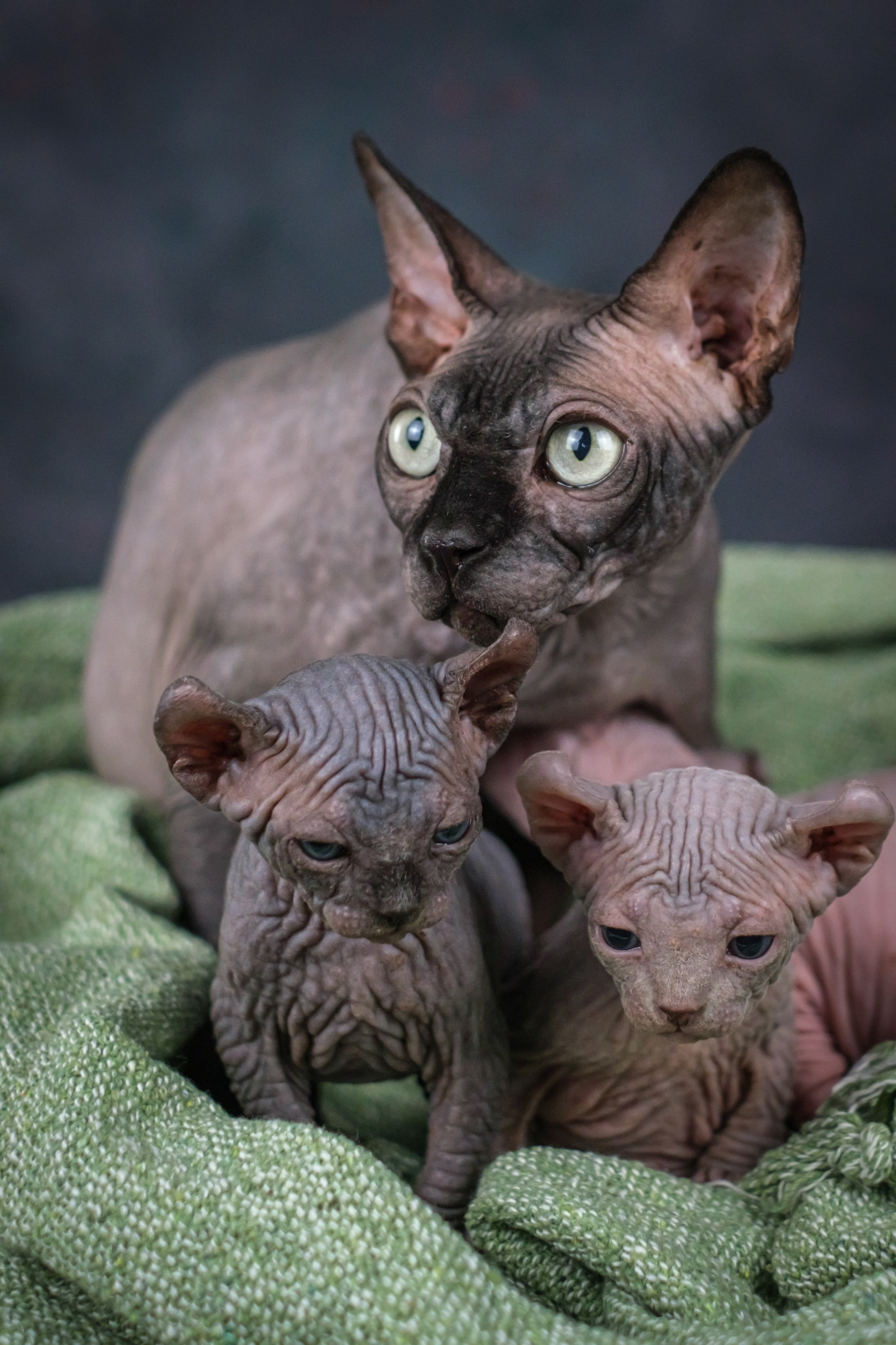 Котята для Данила и Ланы. Зоофотограф, фотограф животных в Москве и области Дина Дамоцева