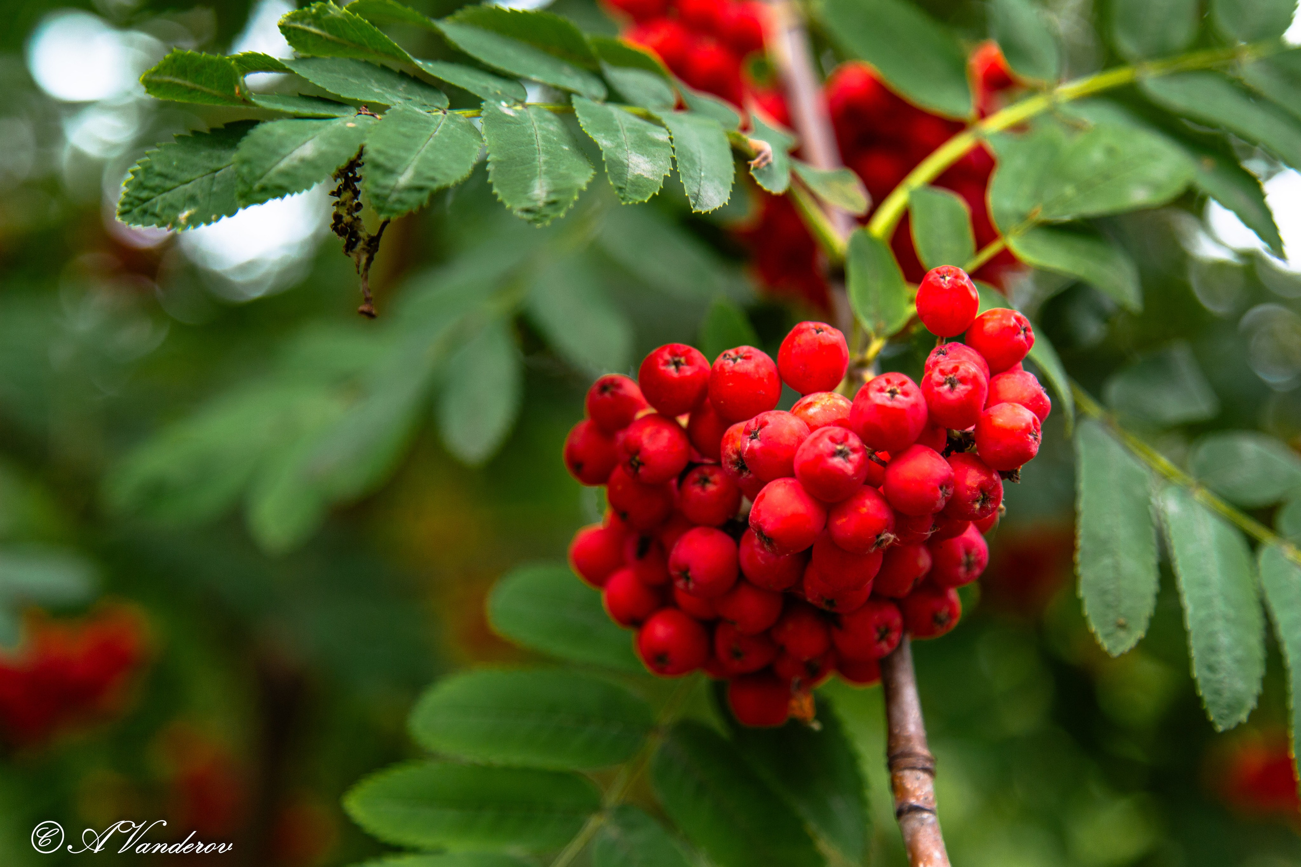 Красота природы. Фотограф Омск | Александр Вандеров