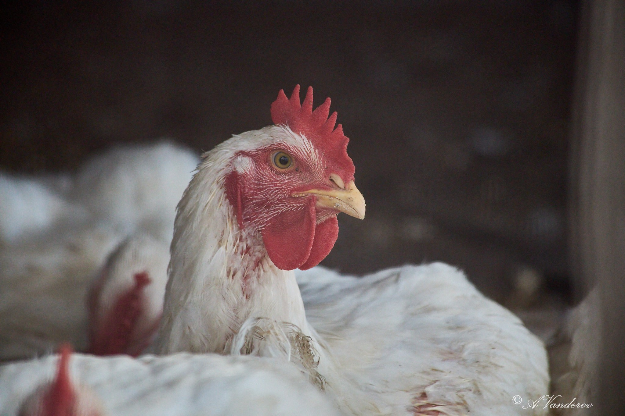 Село Савкино Баганского района Новосибирской области. Фотограф Омск | Александр Вандеров