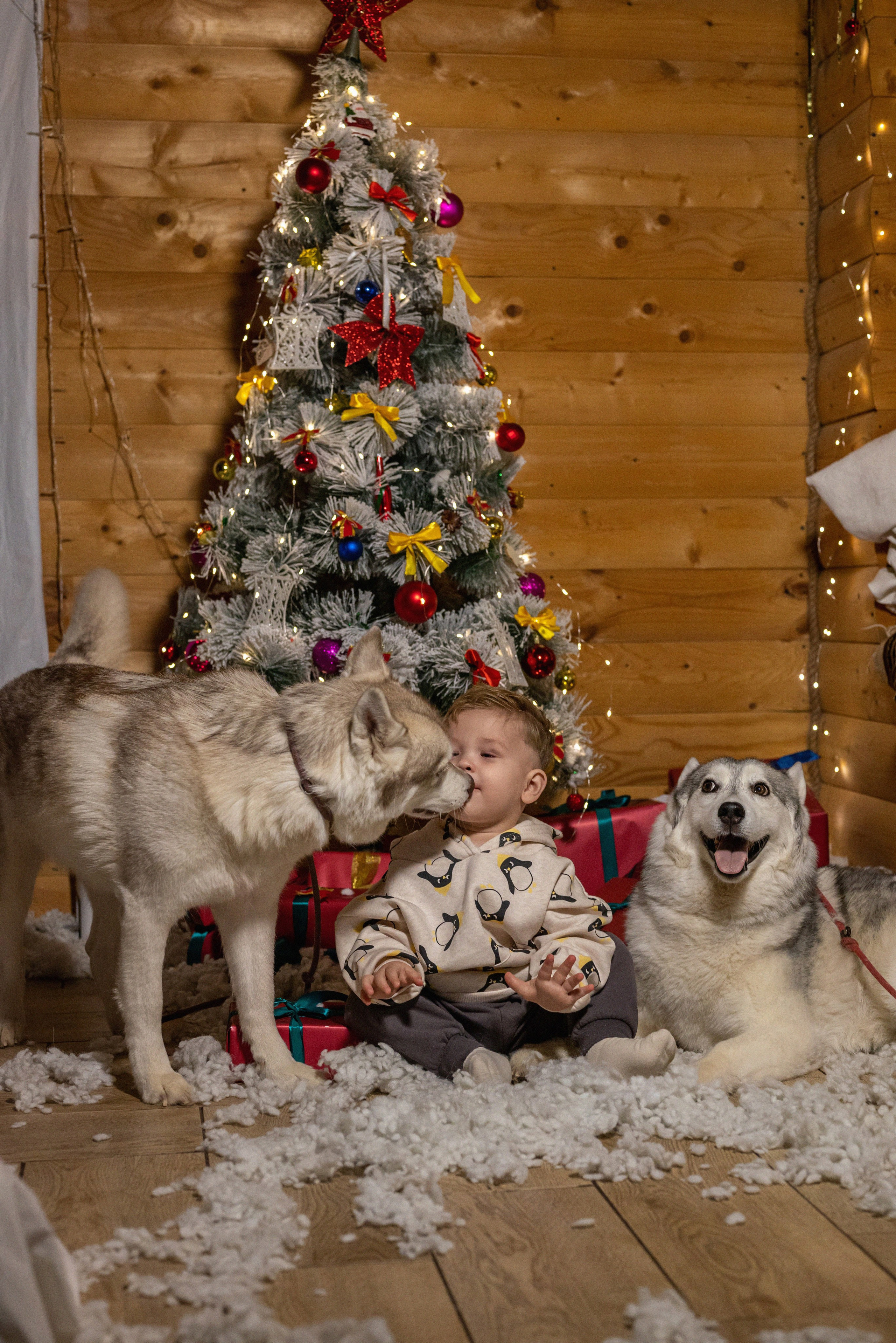Фотопроект с хаски 2024 г. Фотограф в городе Салават