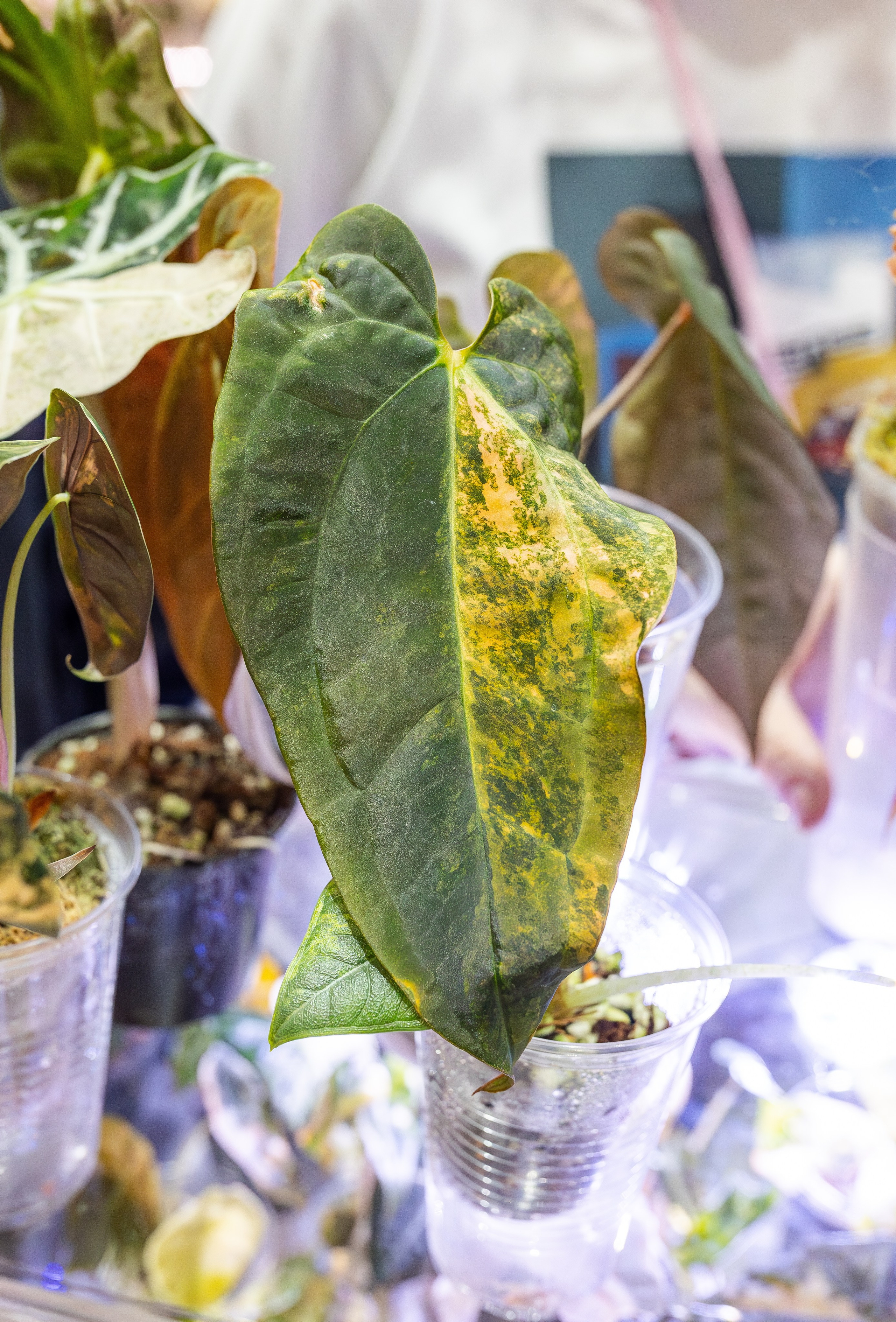 Монстериум апрель 2026. Александра Куликова фотограф, Москва