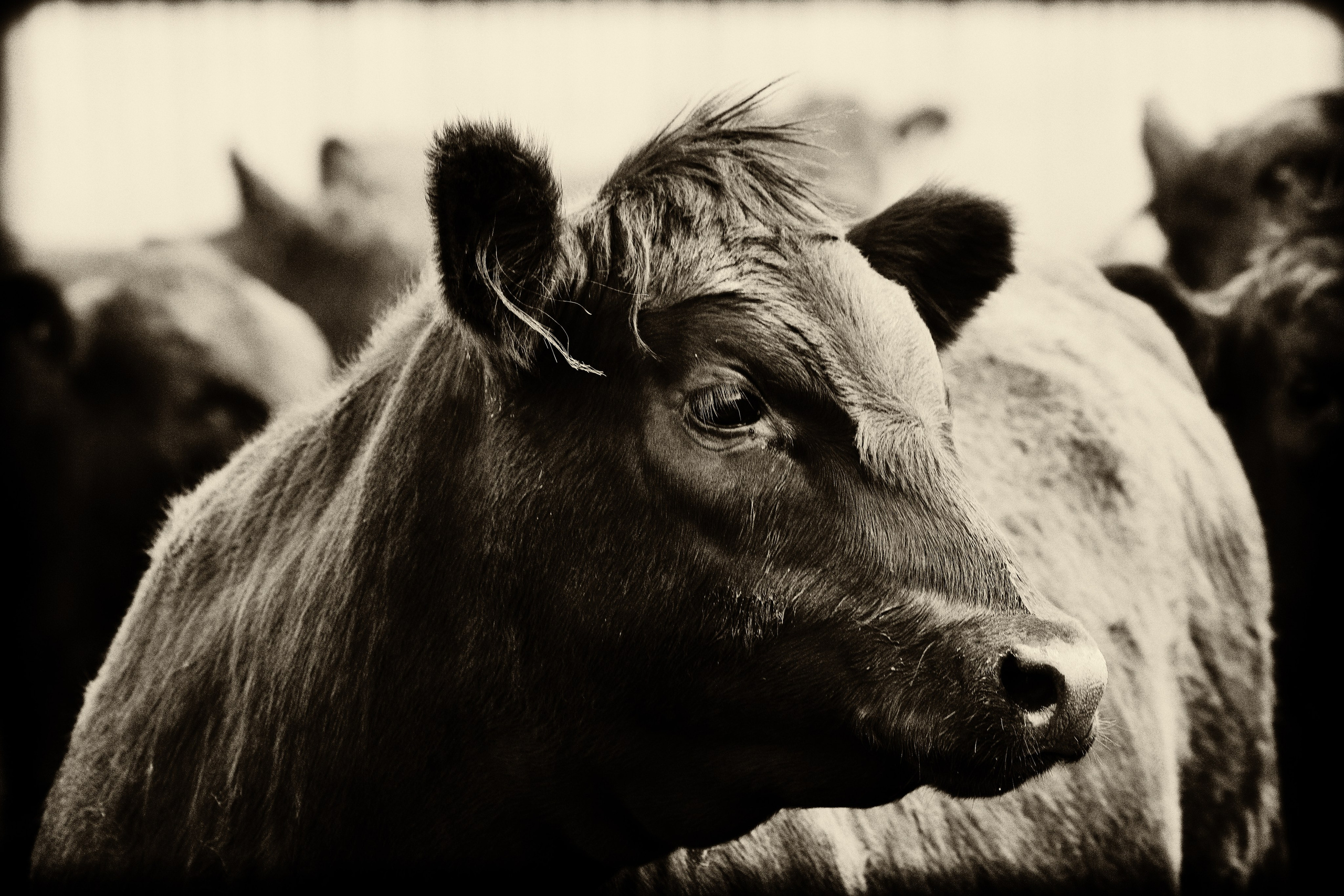 Портреты животных. Photographer Michael Stenin